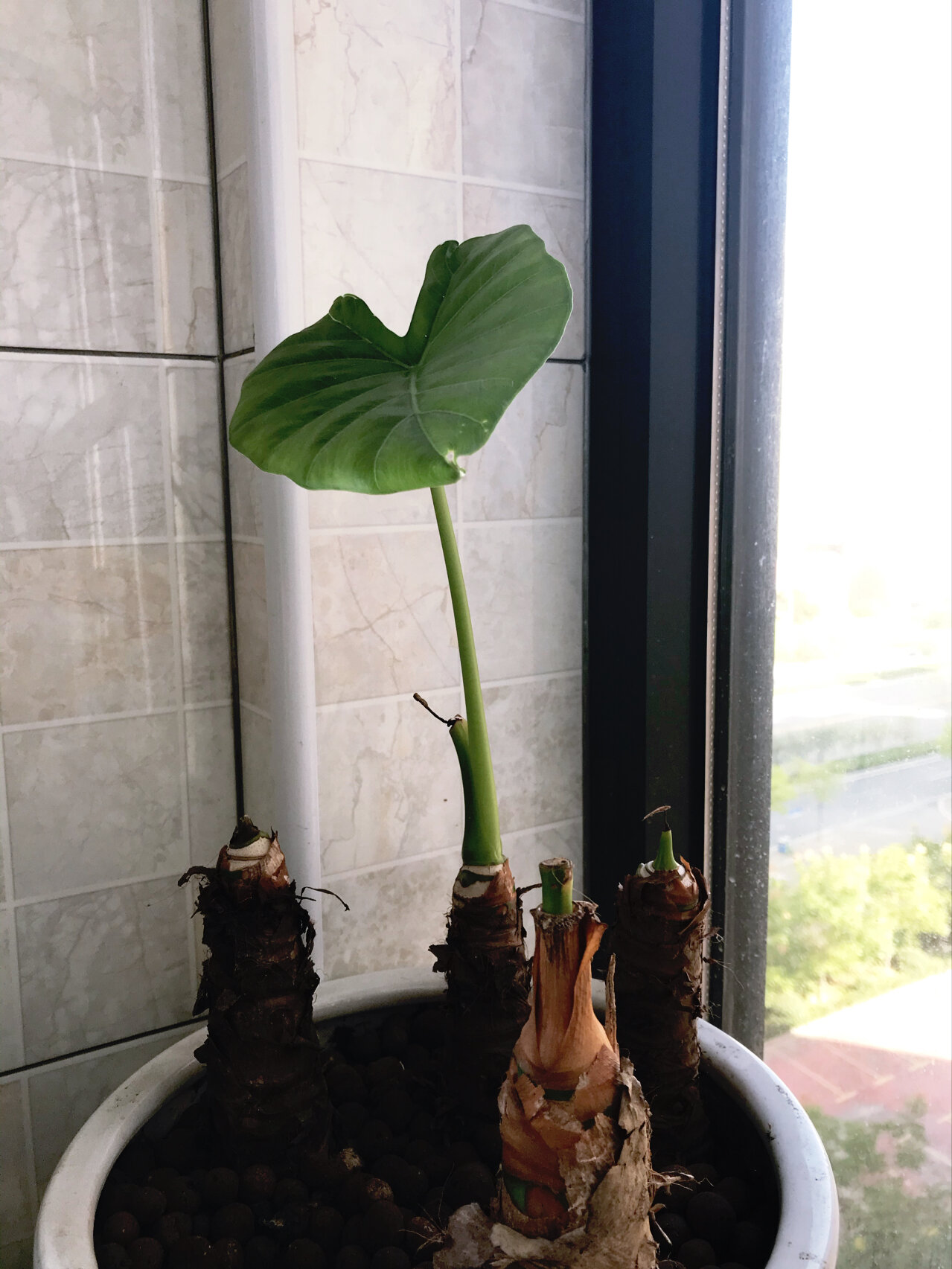 滴水观音也叫海芋71