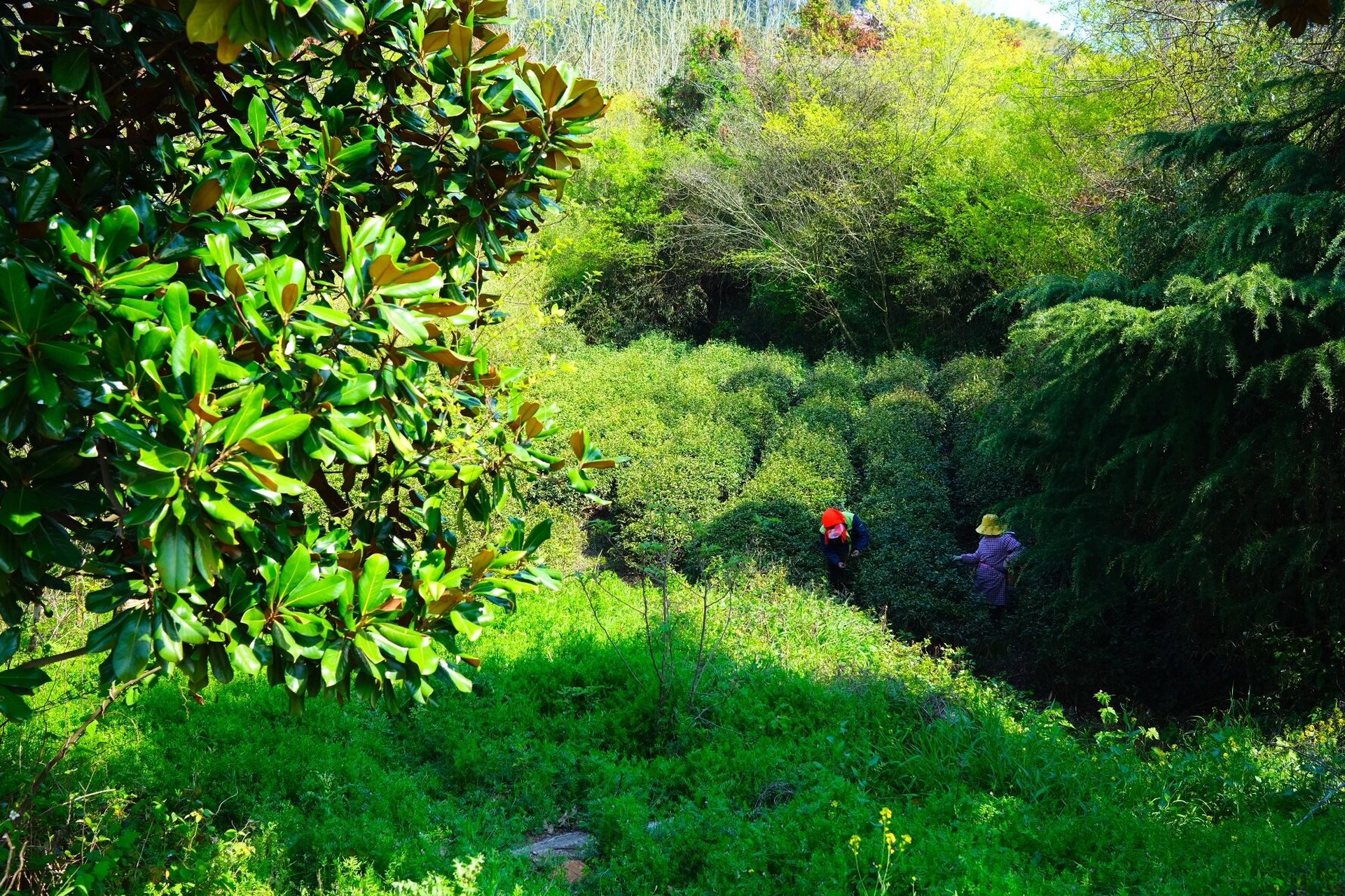 hiking|南京江宁黄龙岘 黄龙岘适合一年四季随便走走 人和人之间有一