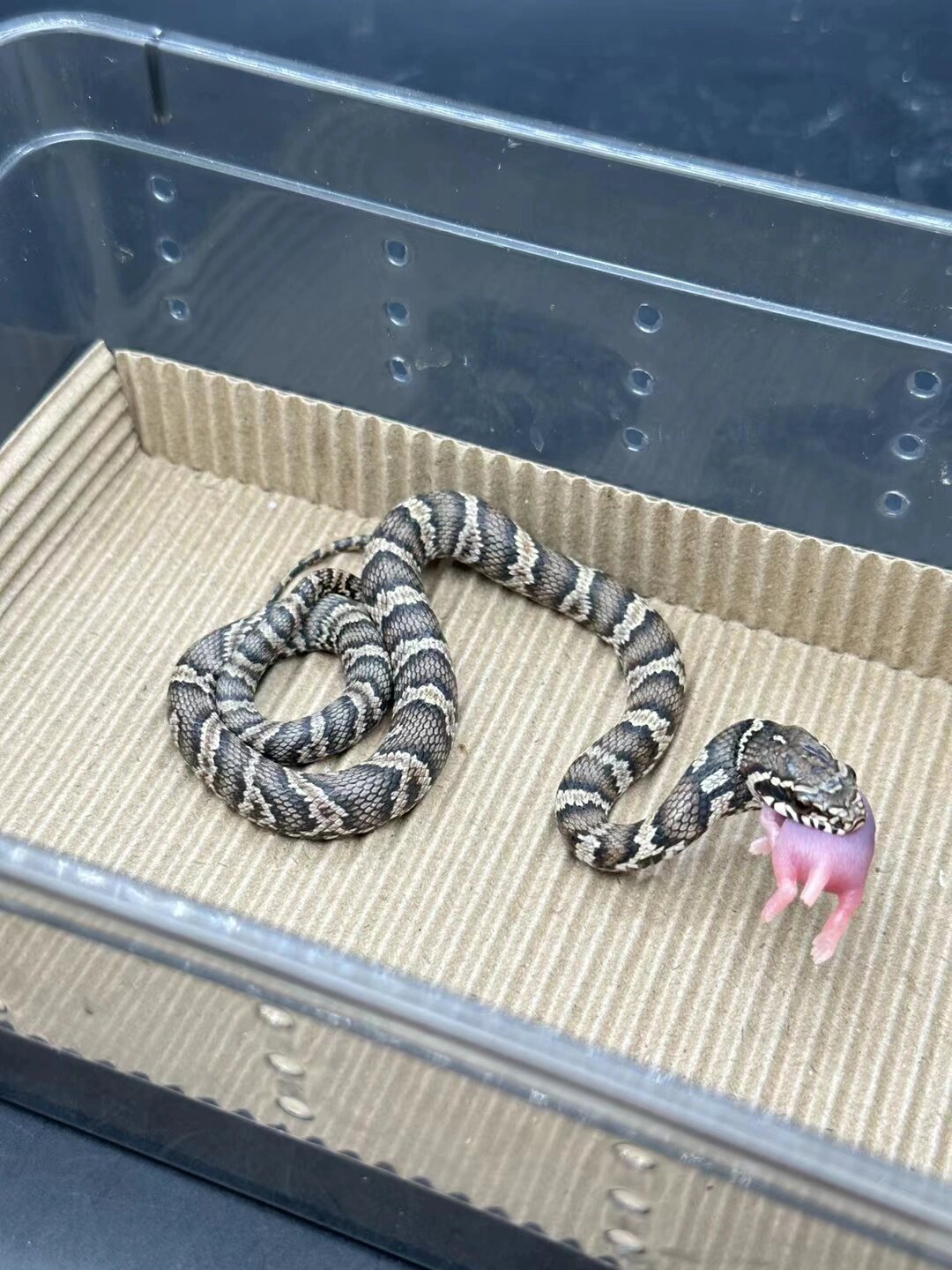 也偶尔跟王锦蛇一样被当做肉用蛇饲养,同样它也是一个不挑食的家伙,像