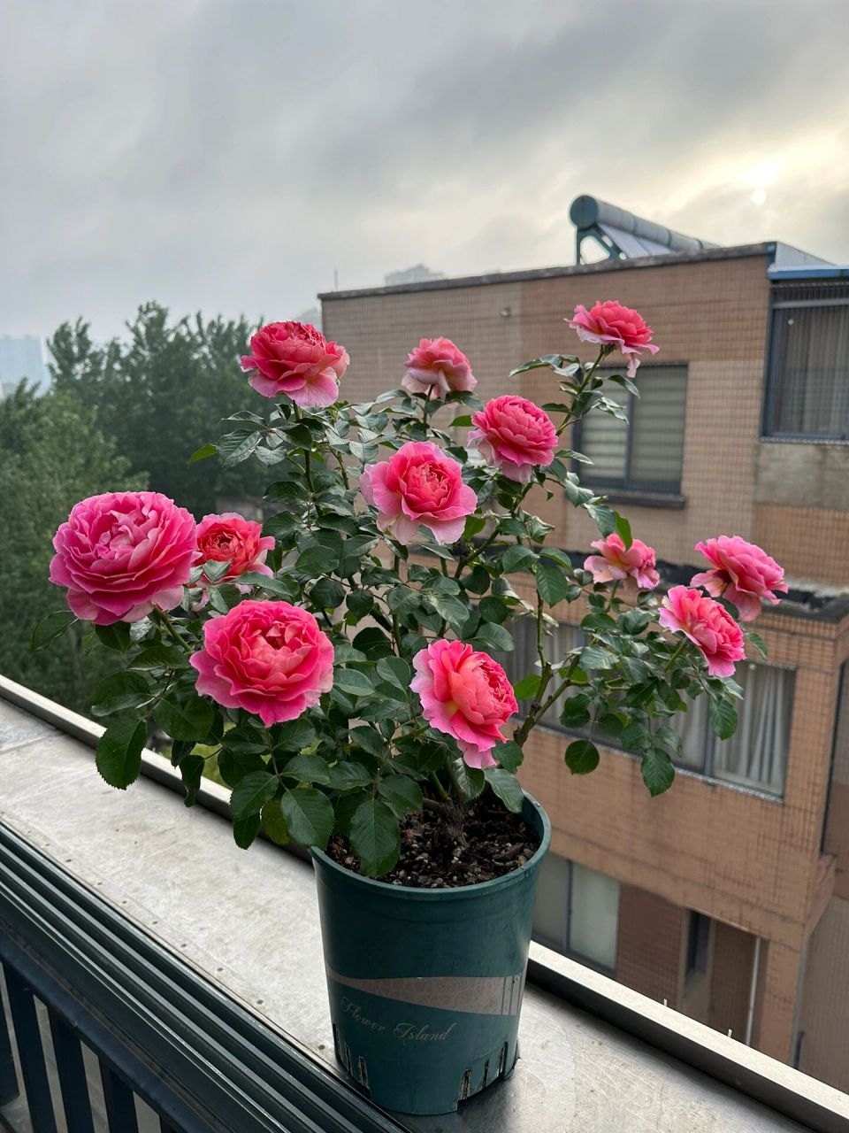 月季巴黎精神 这次不用花套,让月季自由开放,顺便放一组清晨巴黎精神