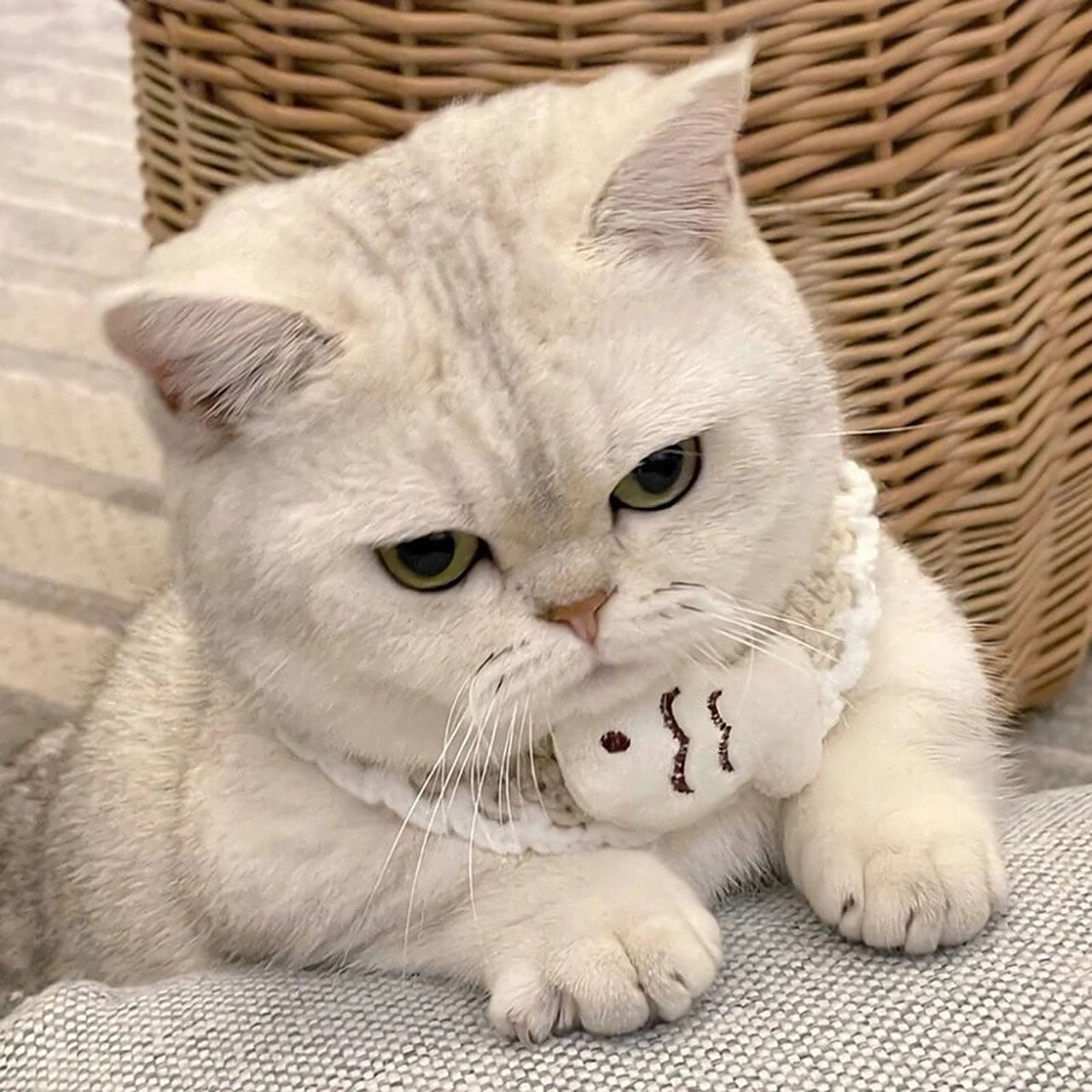 搞笑 可爱咪 猫咪头像