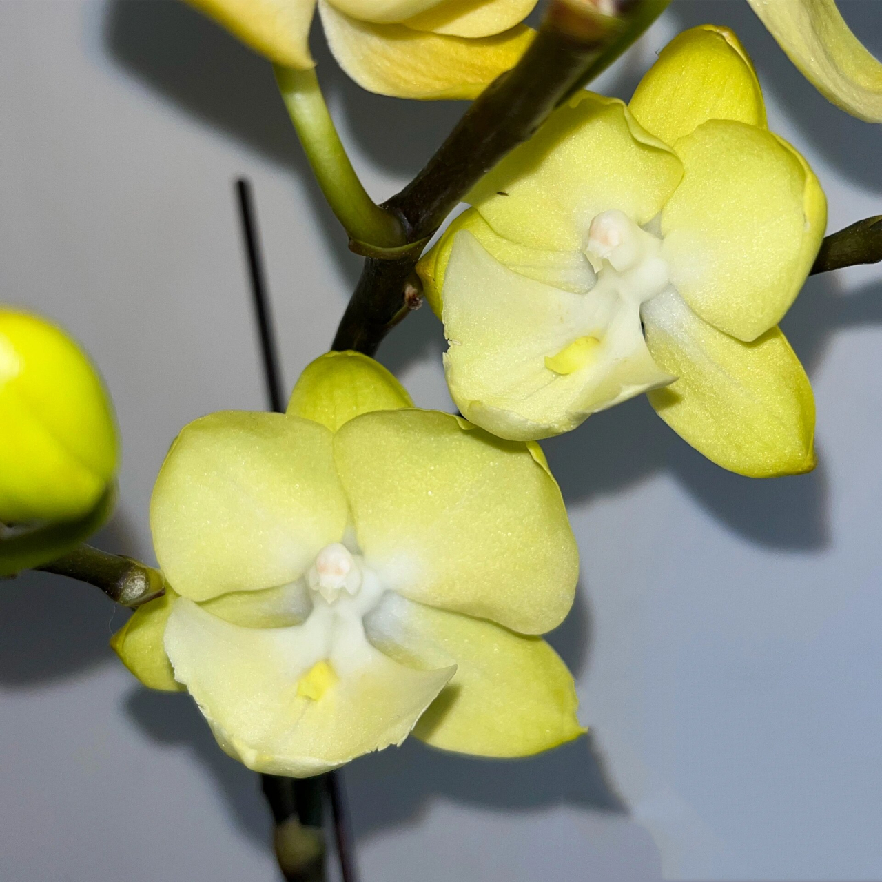 家里最近在开花的大舌头蝴蝶兰 #蝴蝶兰# #花# #蝴蝶兰大舌头# #粉色