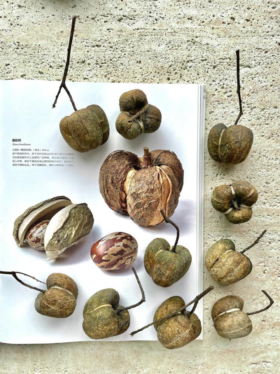 橡胶树 hevea brasiliensis 大戟科/橡胶树属/(果实)w6cm 原产南美的