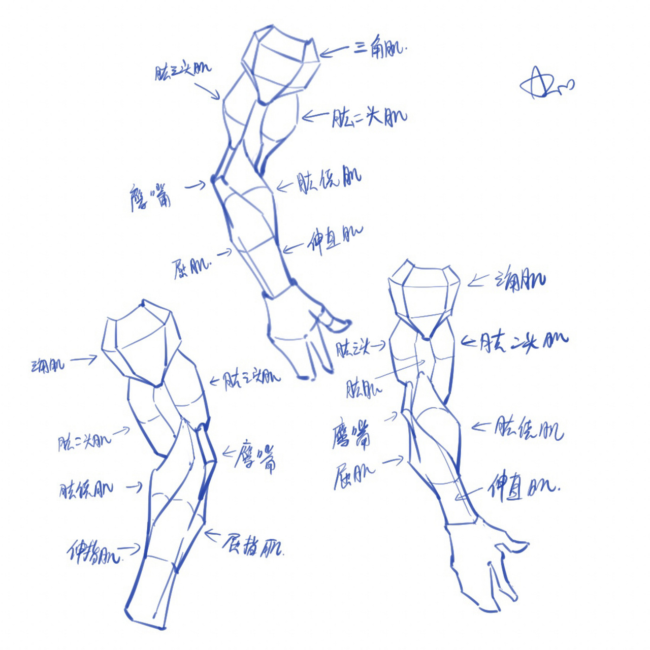 人体结构 手臂集合