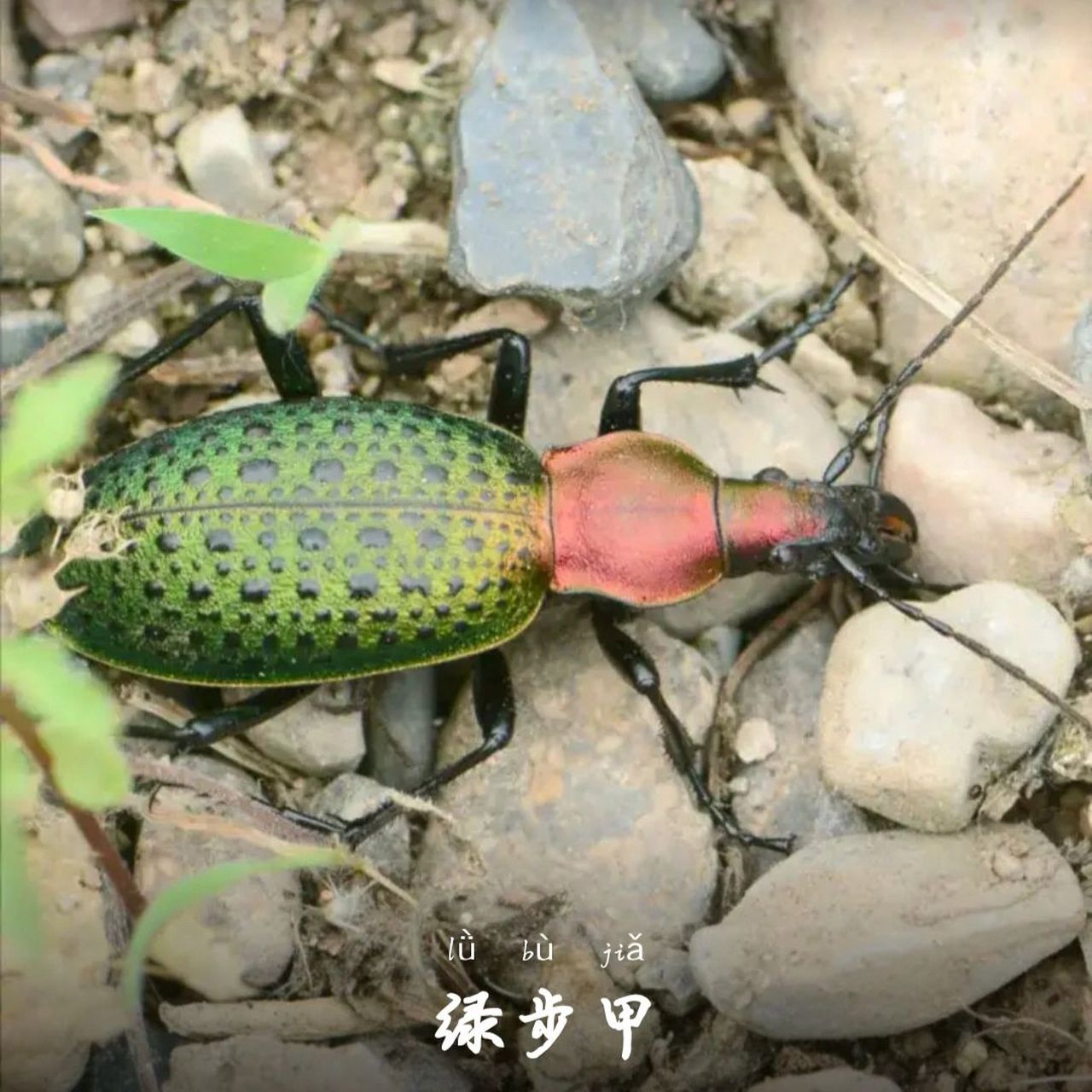 每日科普——绿步甲91 这虫子真的好好看 绿步甲(carabus smaragdi