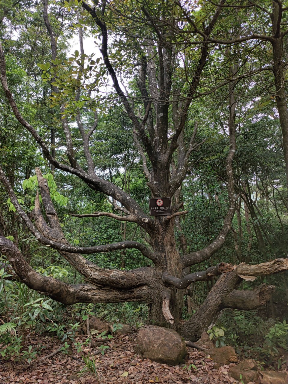 揭露白水寨9999阶梯 大概是4399阶梯后,就没有刻阶梯数了 天池是个