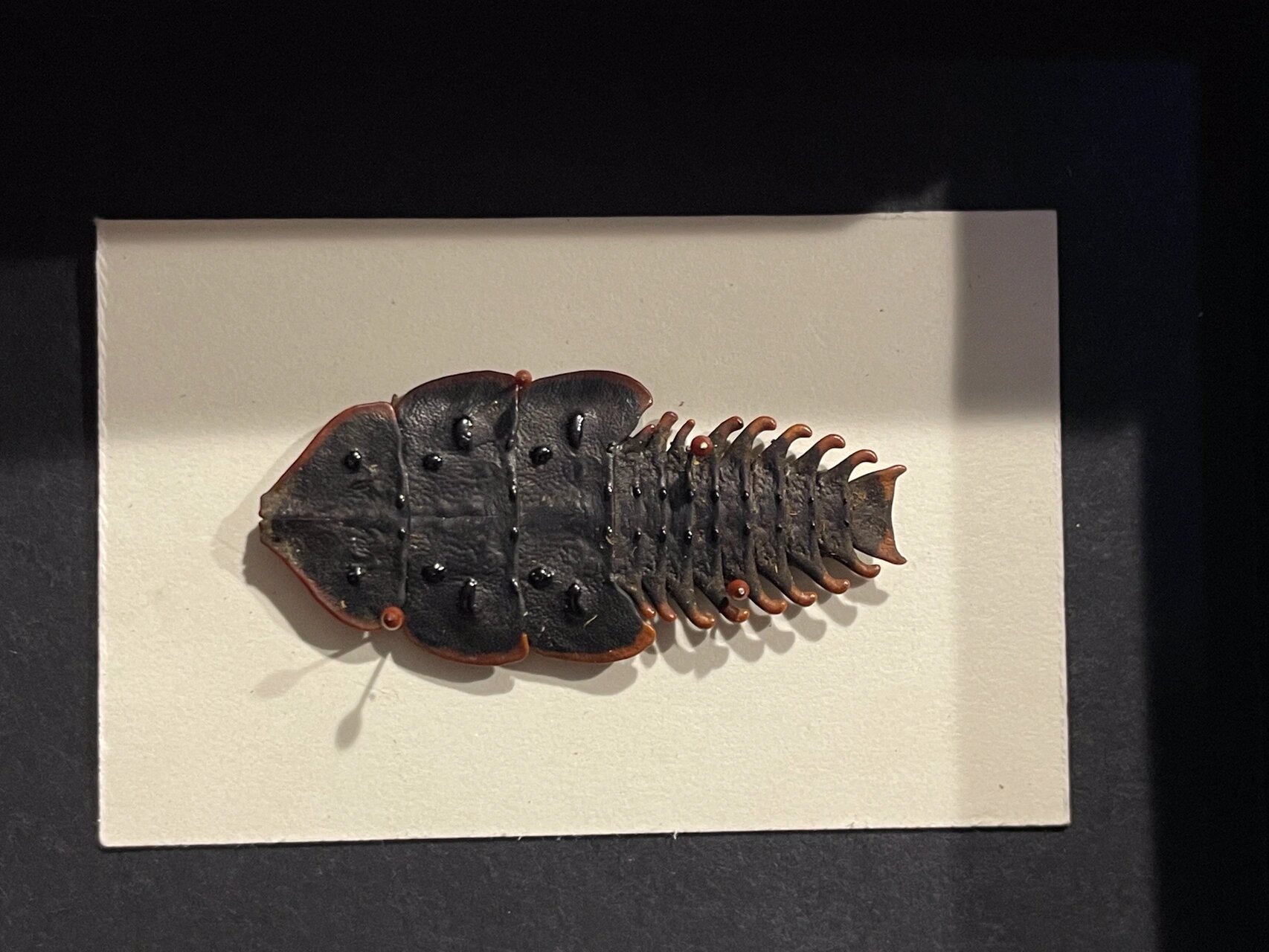 罕见的昆虫之三叶虫红荧 三叶虫红萤主要分布于亚洲的热带地区,因为长