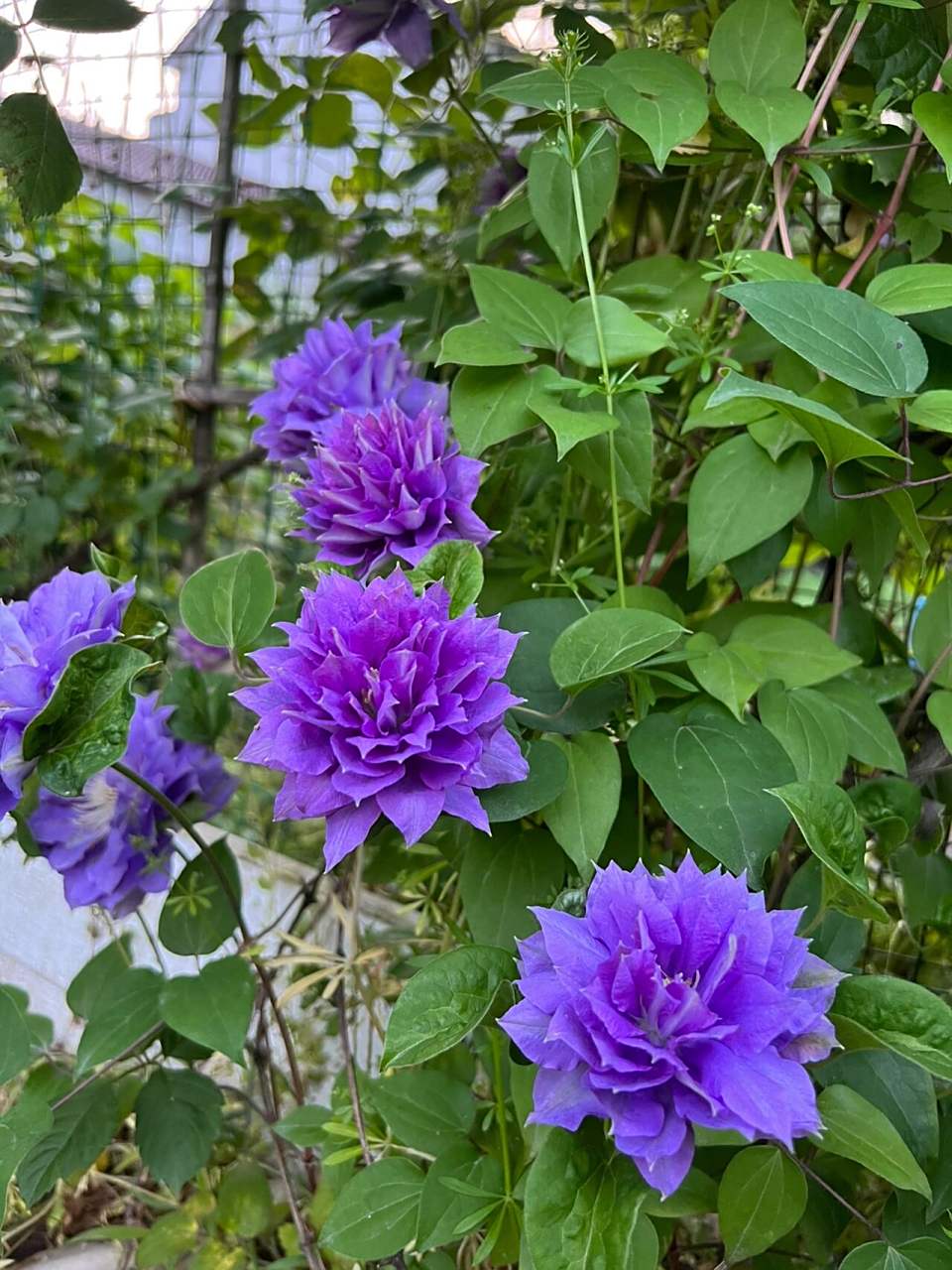 铁线莲——円空 谁不喜欢这样灿烂的蓝色呢