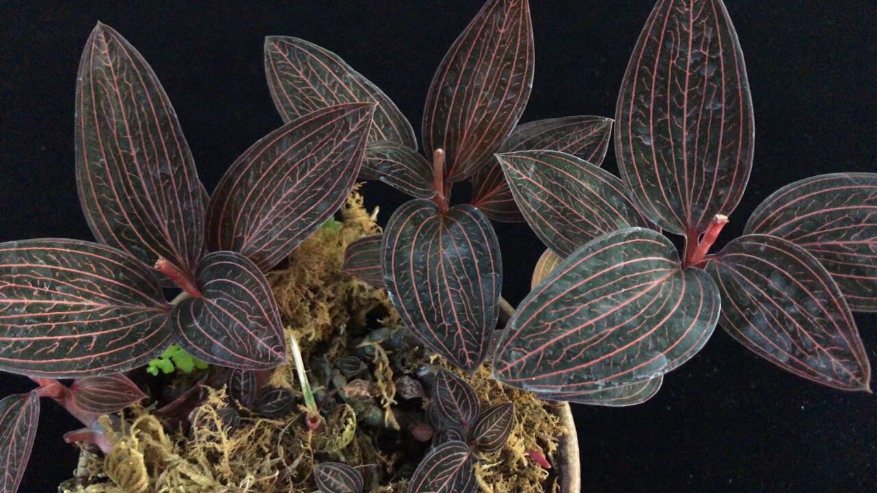 关于"公石松"名字典故(一) 公石松:据民间医生介绍:公石松是野生天然