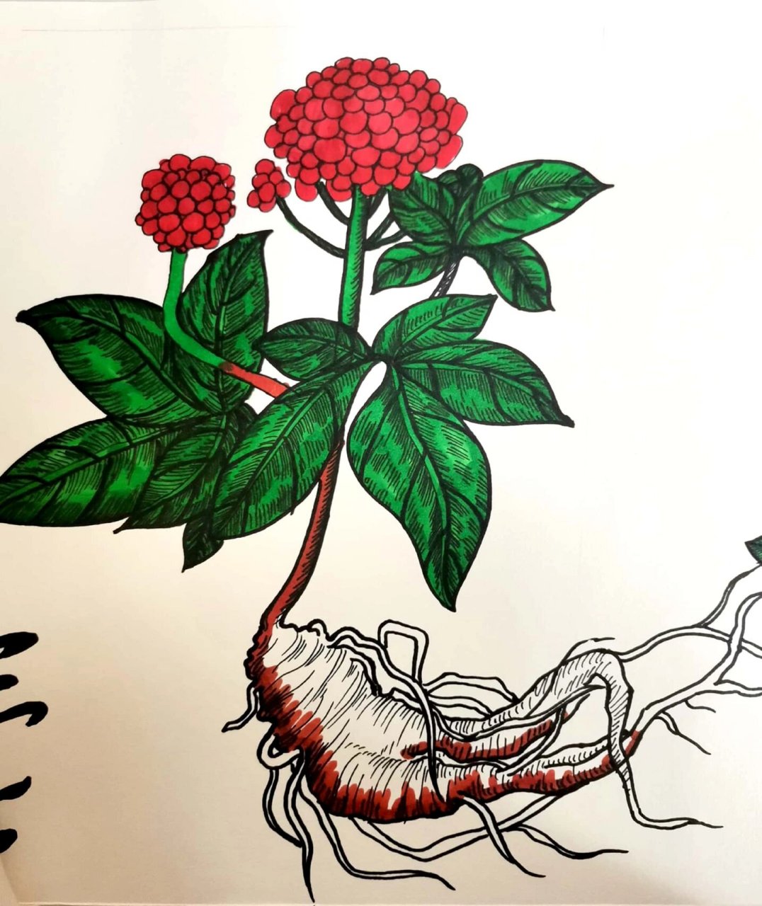 9-12岁长卷画——本草纲目