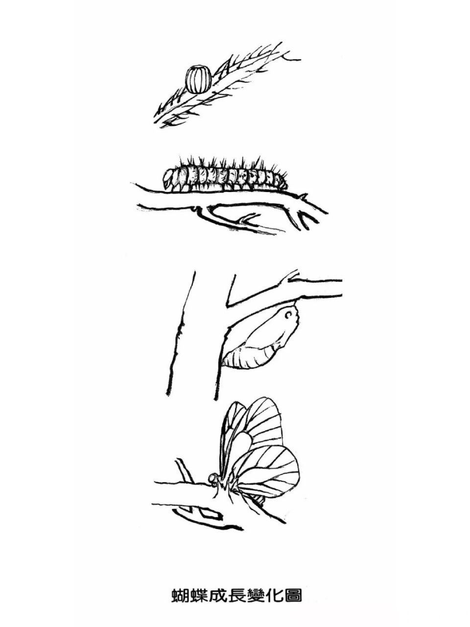 工笔画步骤分享(蝴蝶画法一) 湿染画法:举凤蝶为例 ▲前翅画法 1, 先