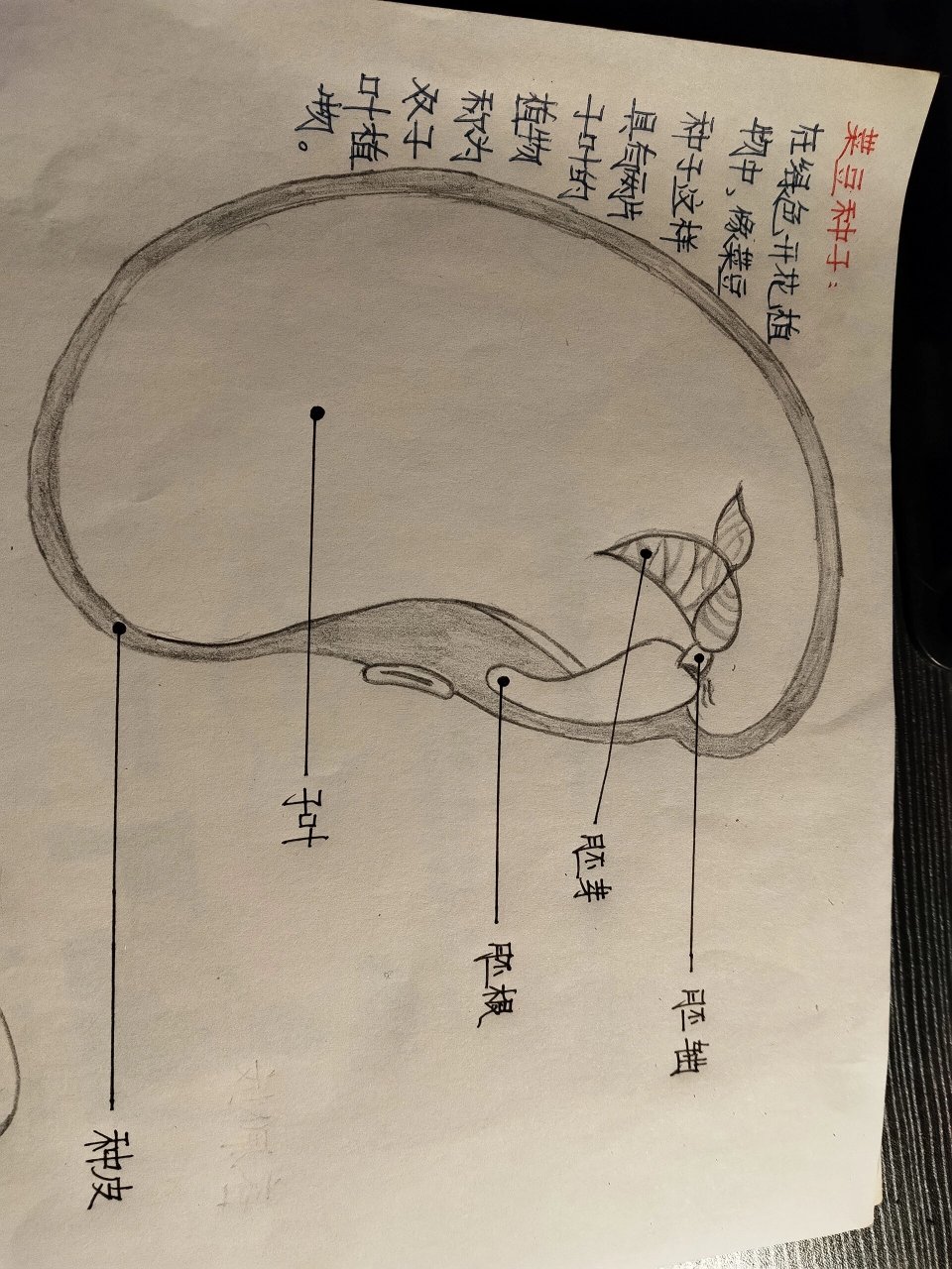 玉米种子:在绿色开花植物中,像玉米种子这样具有