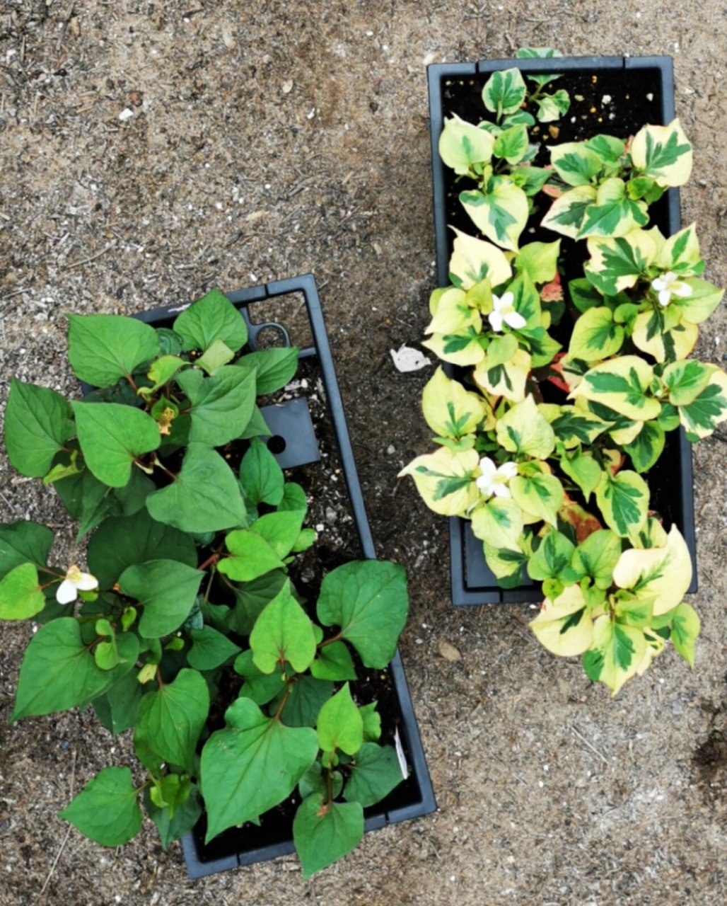 第285期|种菜|在德国种鱼腥草97折耳根 98记录: 折耳根地栽:第