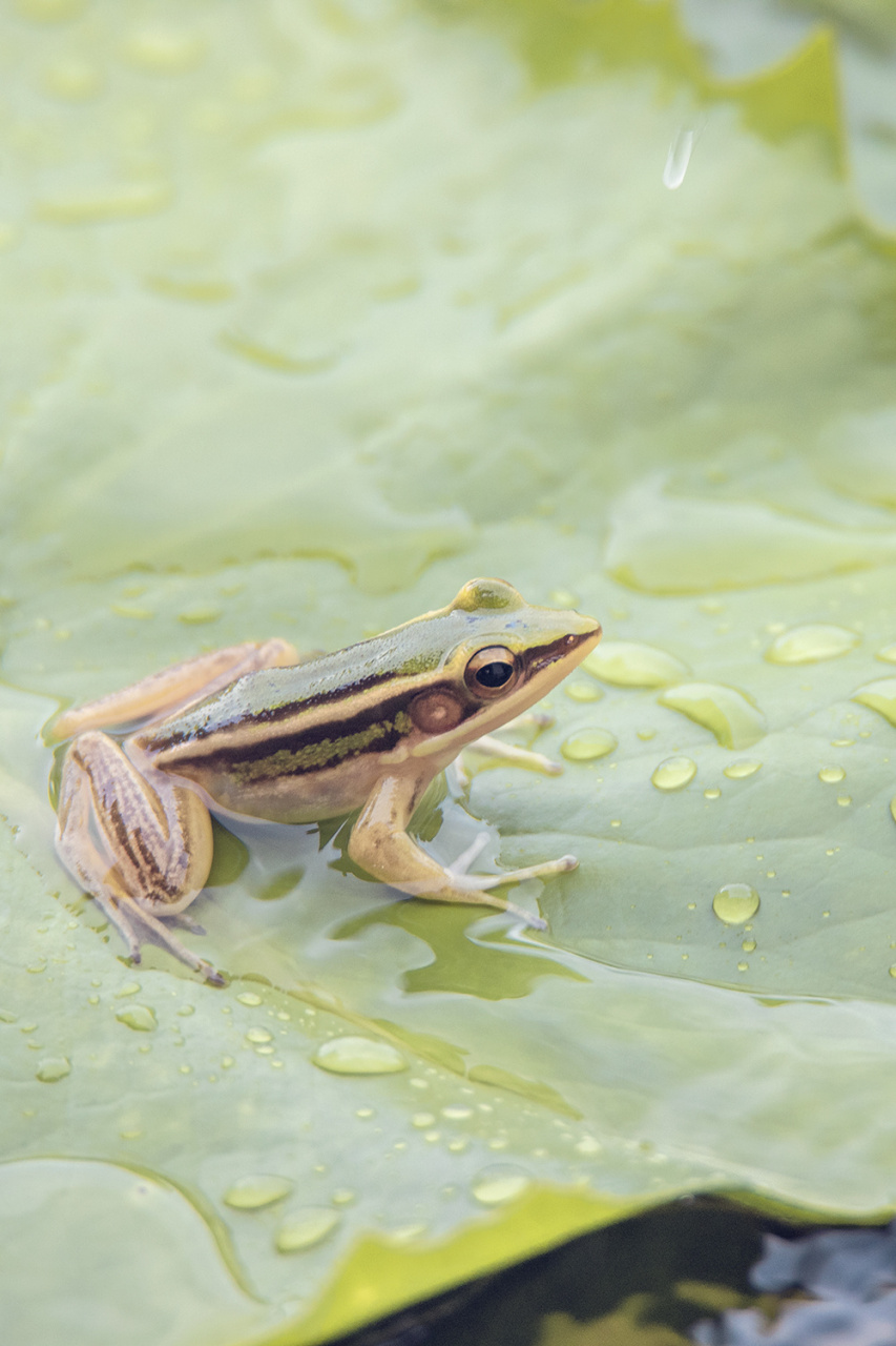 树蛙只有一个成人拇指大小,可以随便在荷叶上跳跃……这次在甲米palam