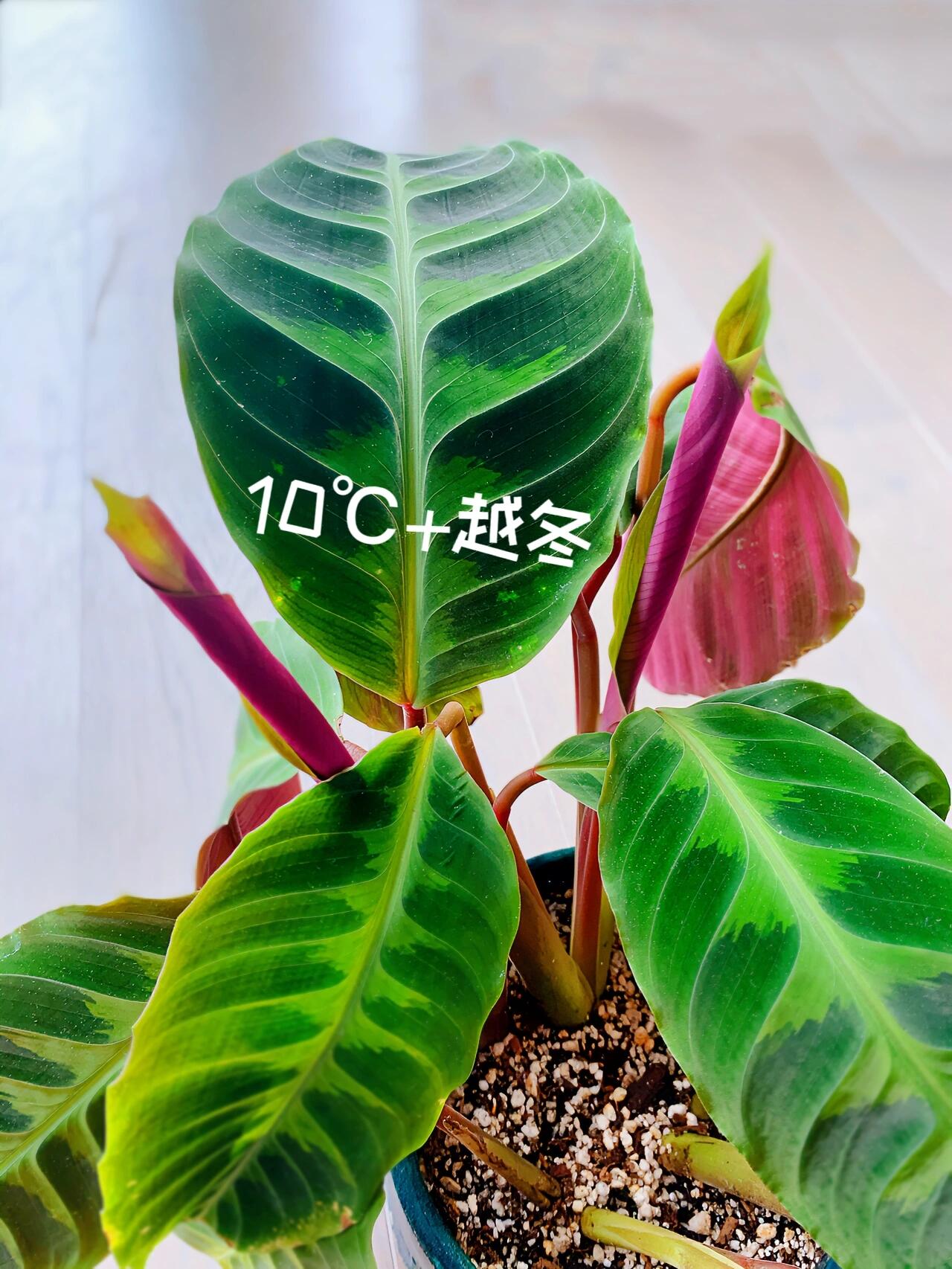 今日分享|紫背天鹅绒竹芋