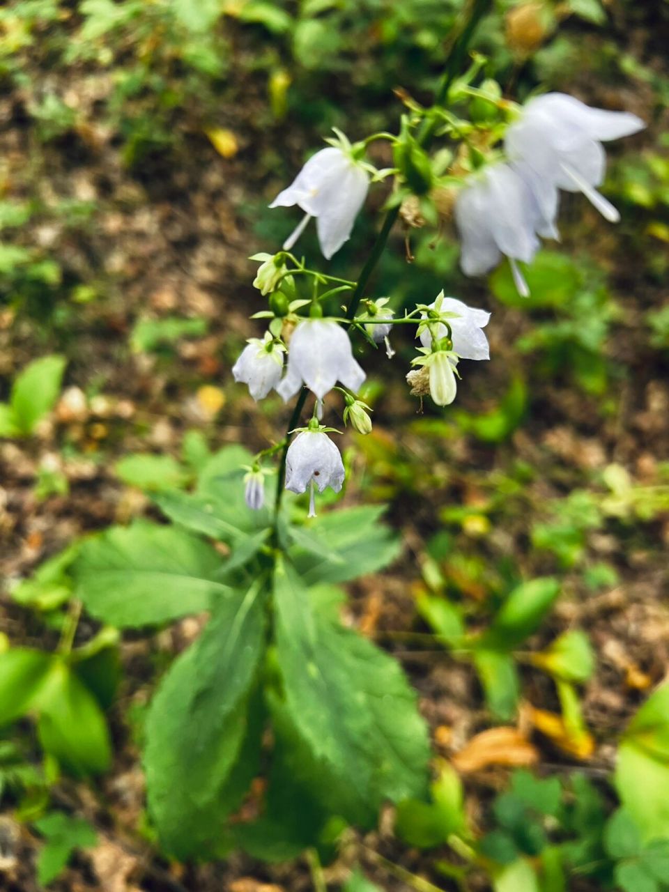 沙参花语图片