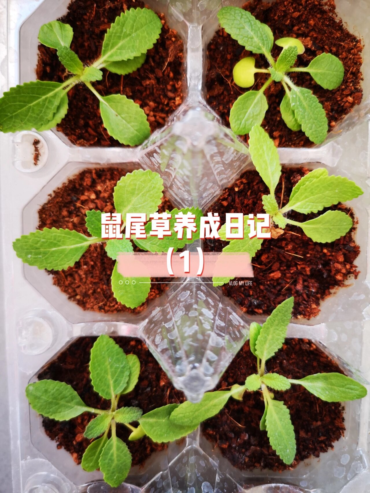 鼠尾草发芽照片图片