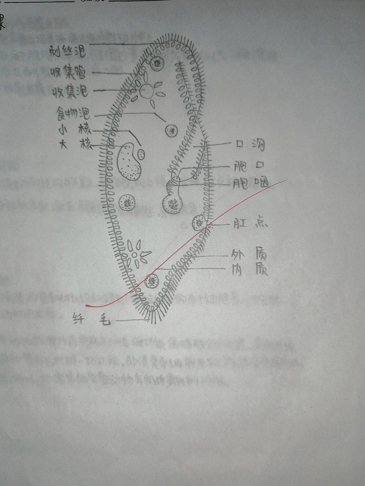 草履虫 手绘图