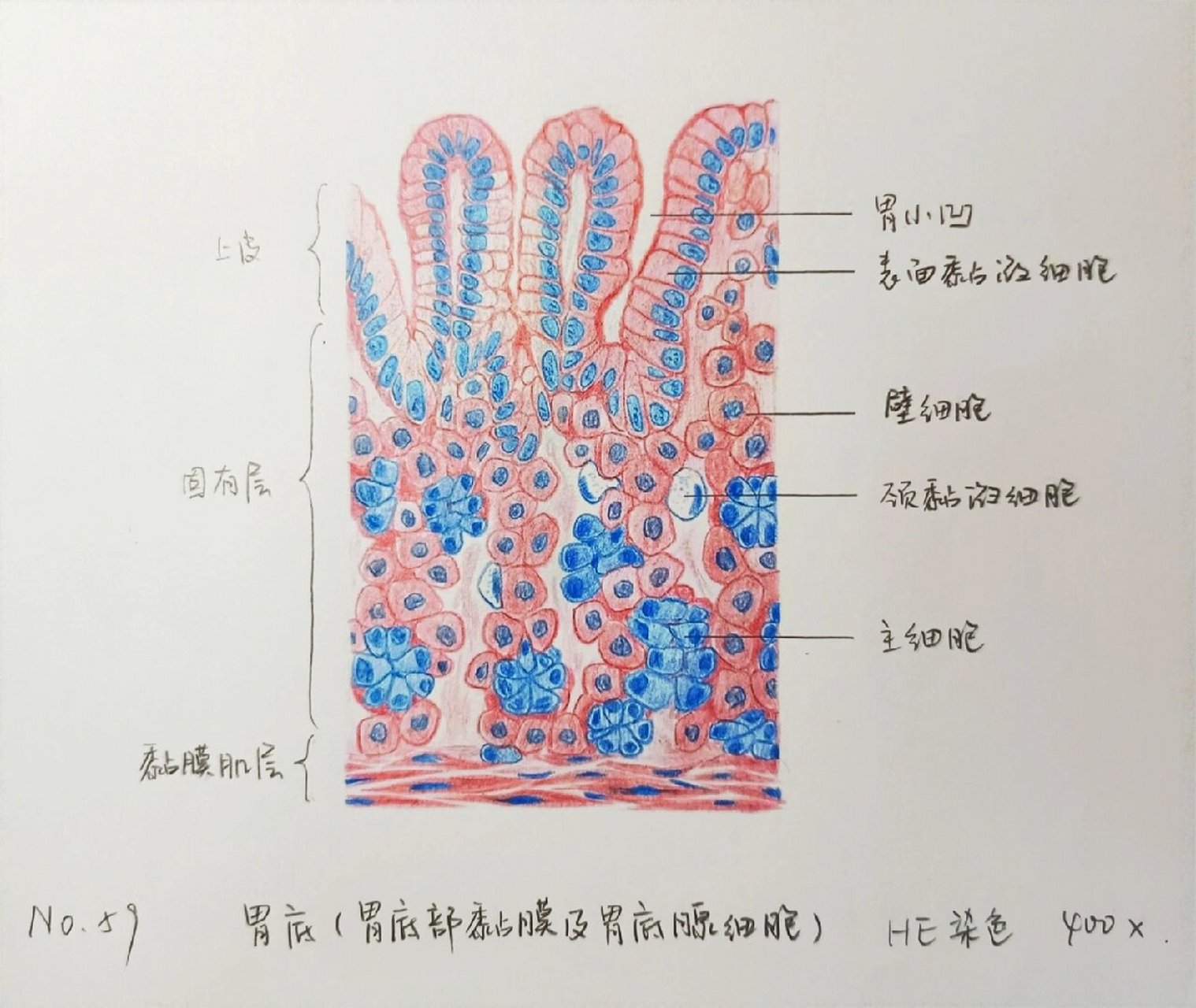 胃的形态结构图手绘图片