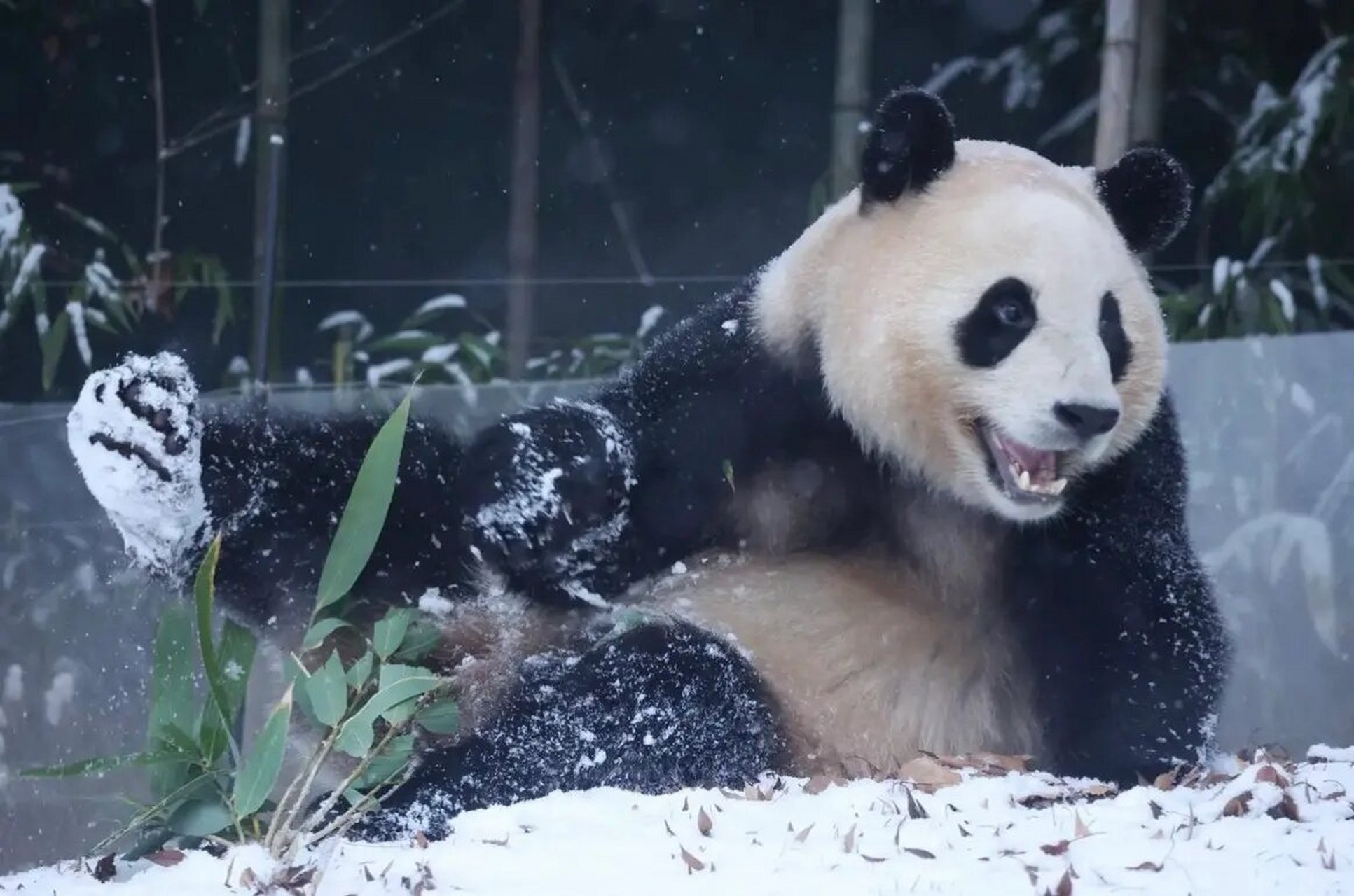 国宝大熊猫玩雪图片