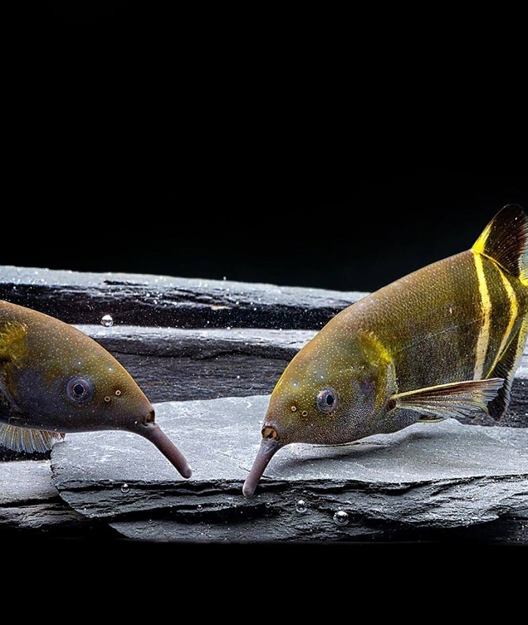 象鼻鱼体形怪异,远看像一把阿拉伯弯刀,尾部像刀柄,身体像刀刃,因有一