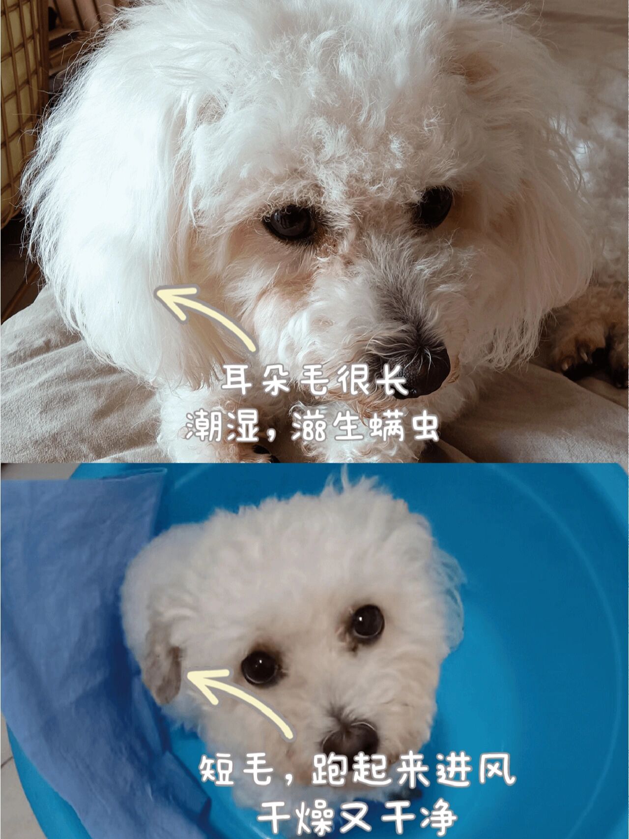 治疗狗狗耳螨,这点不要忽略 朋友家的比熊来我家第一天, 发现它总爱挠