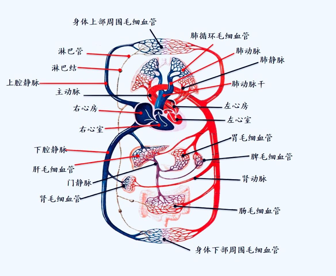 最全血液循环示意图@从零开始的美好的动态