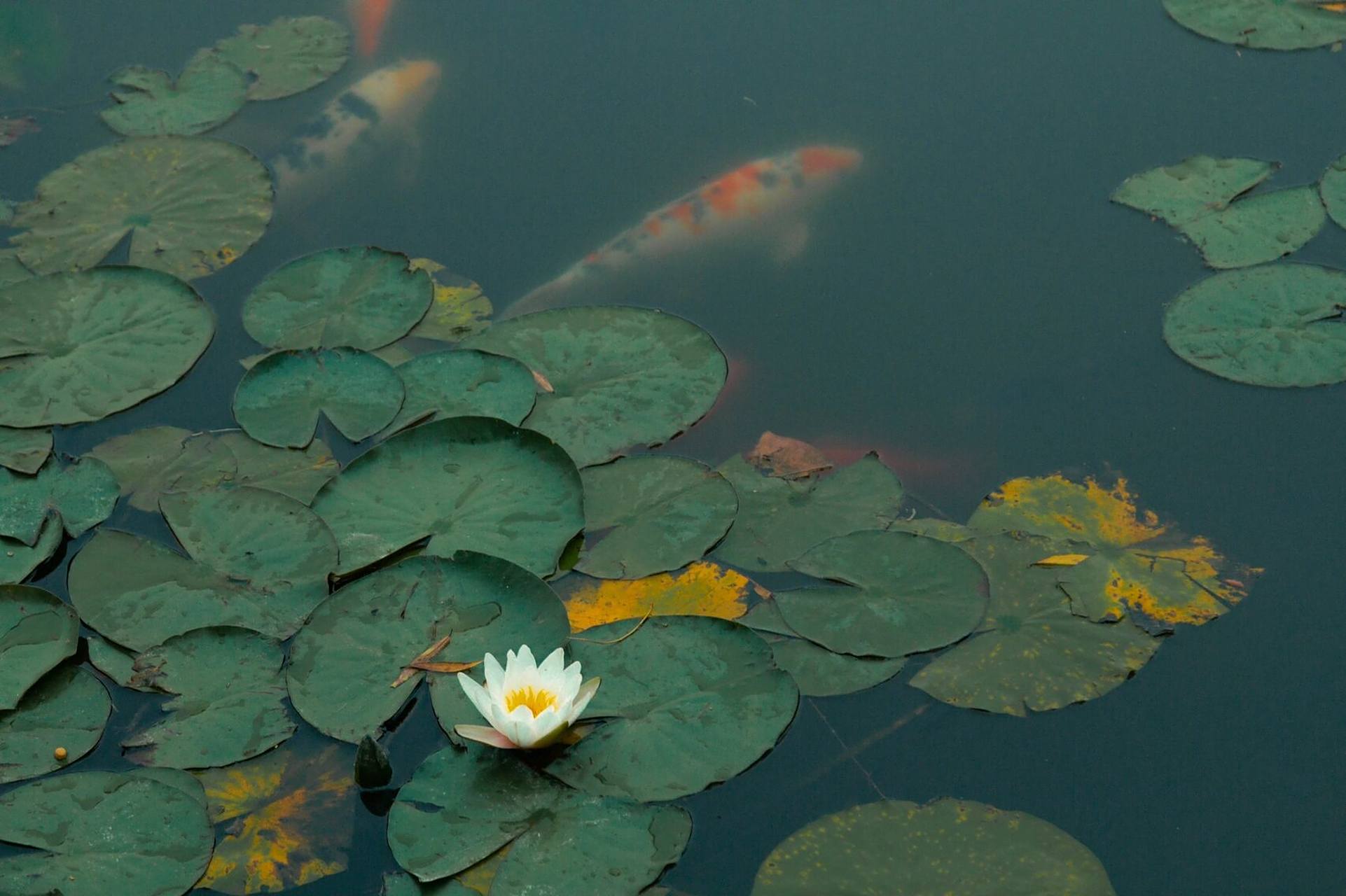 夏日的荷花锦鲤03 大明湖随拍 	 锦鲤终有出头日,一跃龙门便化龙.