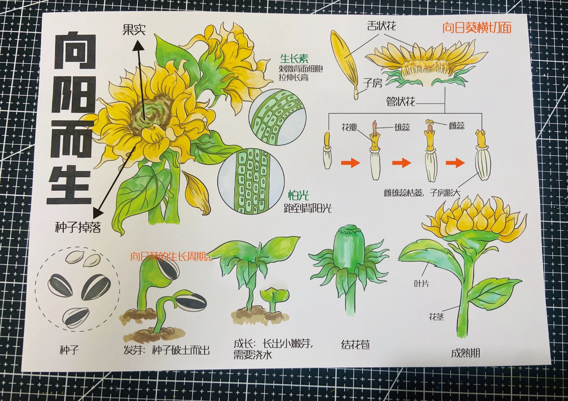 自然笔记|向日葵 啥都不说,画就对了