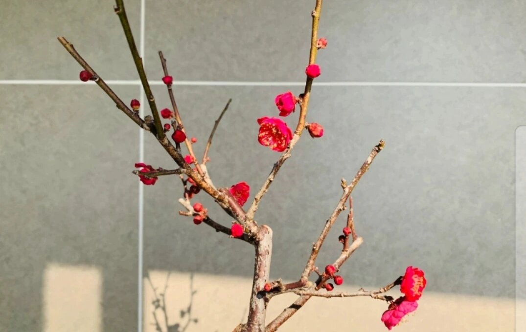 绯梅 【绯梅】绯司梅花,玫红色复瓣,香味浓,15年  【尺寸】盆口12cm