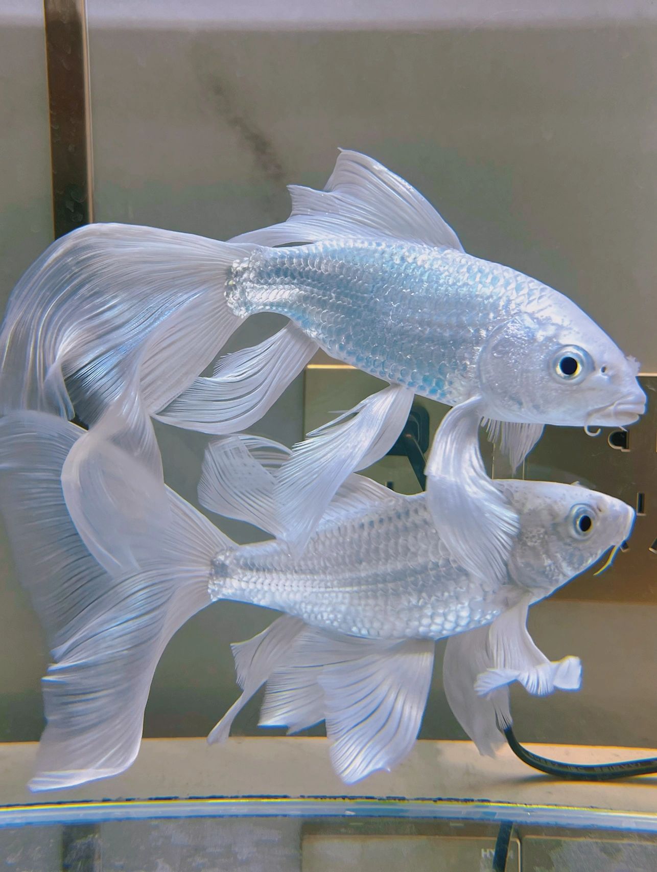 两条蝴蝶锦鲤真是白到发光虽然是普通品种的蝴蝶锦鲤,但是养的好也很