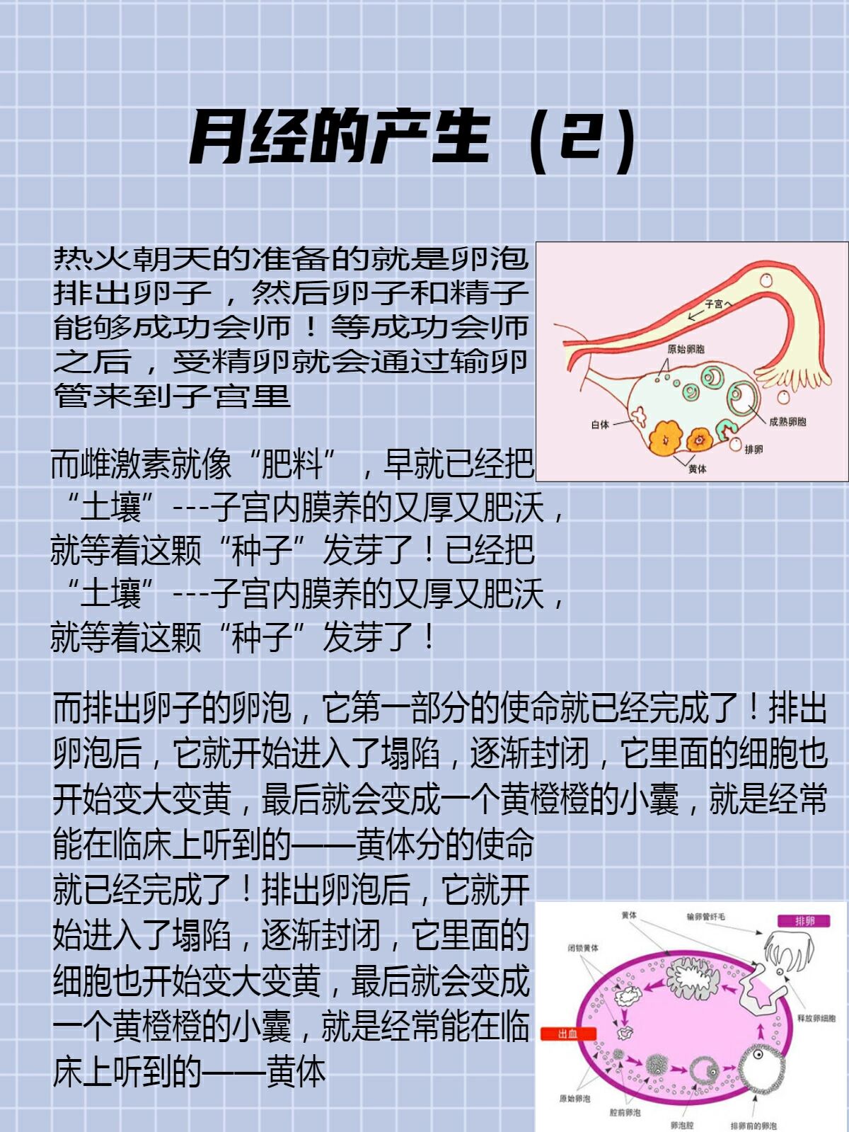 月经形成图解图片