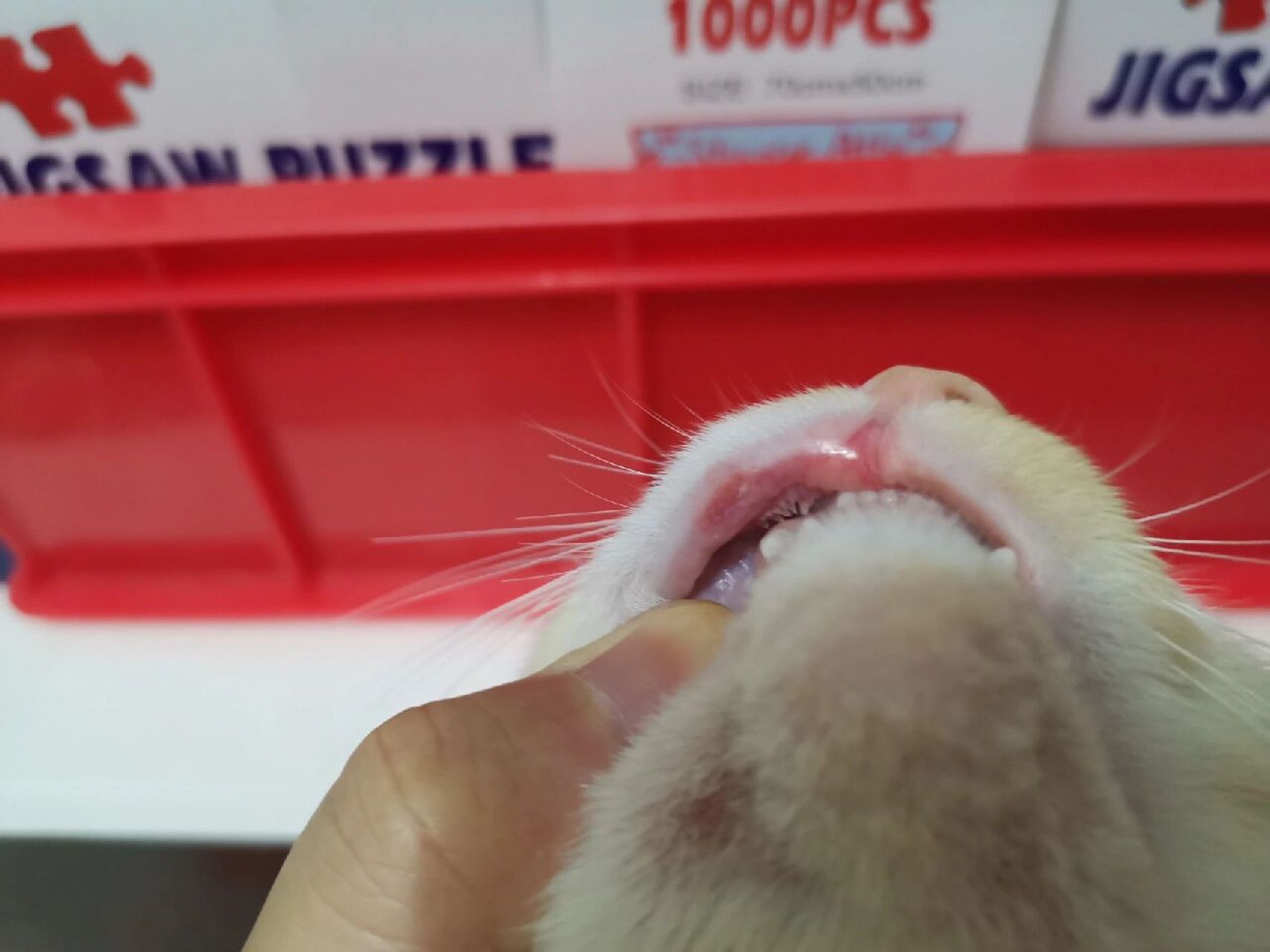 这是不是小猫咪的口腔溃疡,两三天了,酒精消毒涂了红霉素眼药膏,没啥