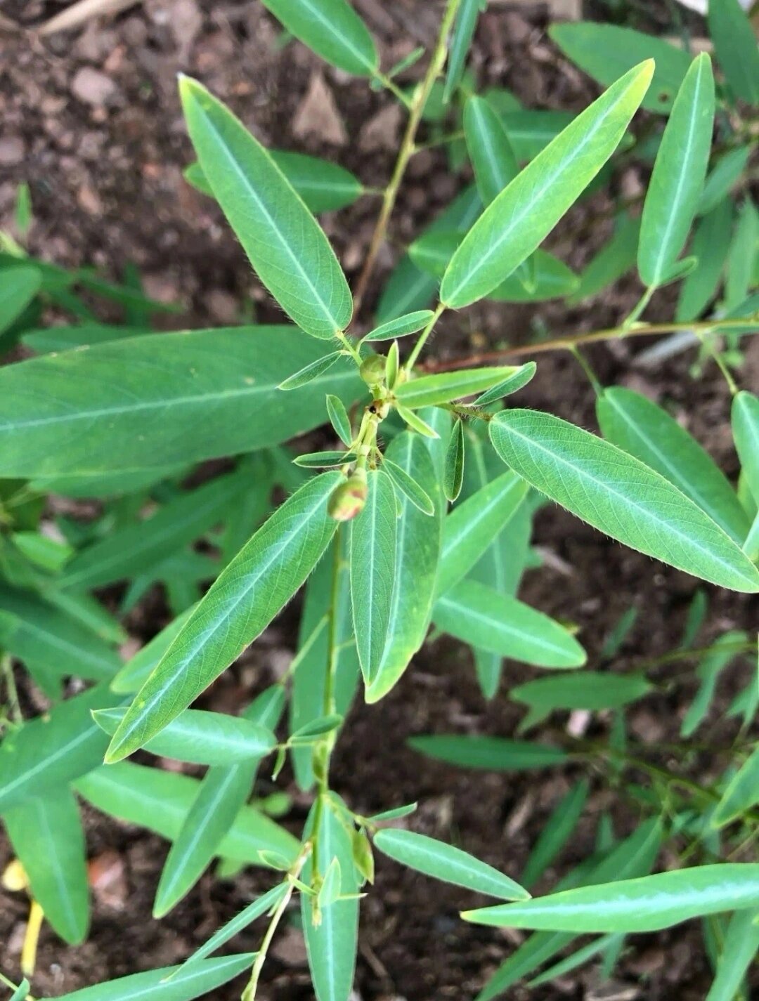 会跳舞的植物—跳舞草 ,舞草codariocalyx motorius ( houtt .