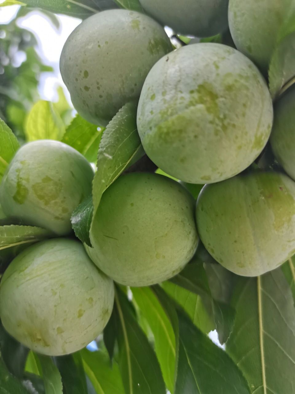 我家乡的沿河空心李,真的非常好吃,很甜又脆,不像其他李子是酸的 软了