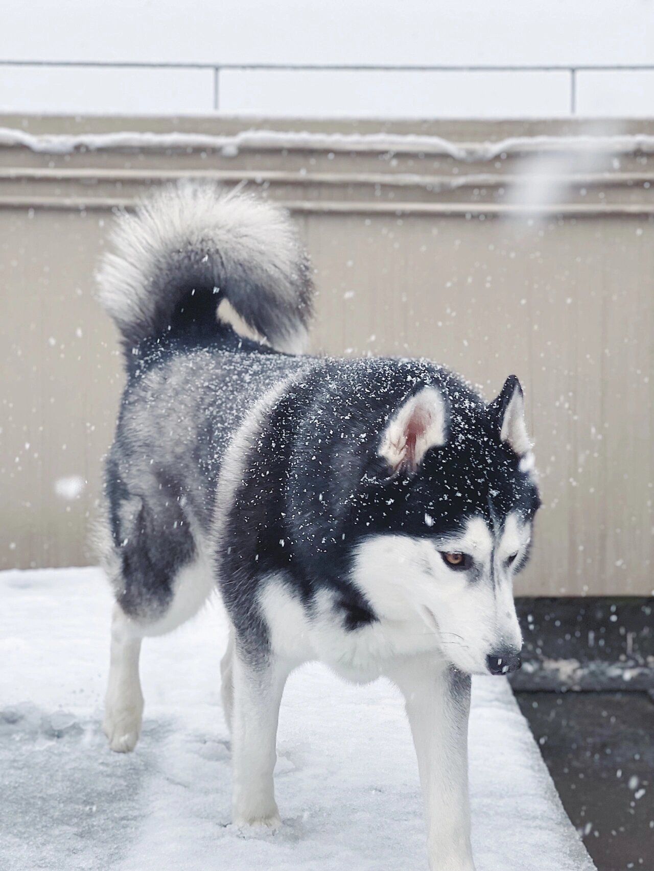 西伯利亚雪橇犬 纯白图片