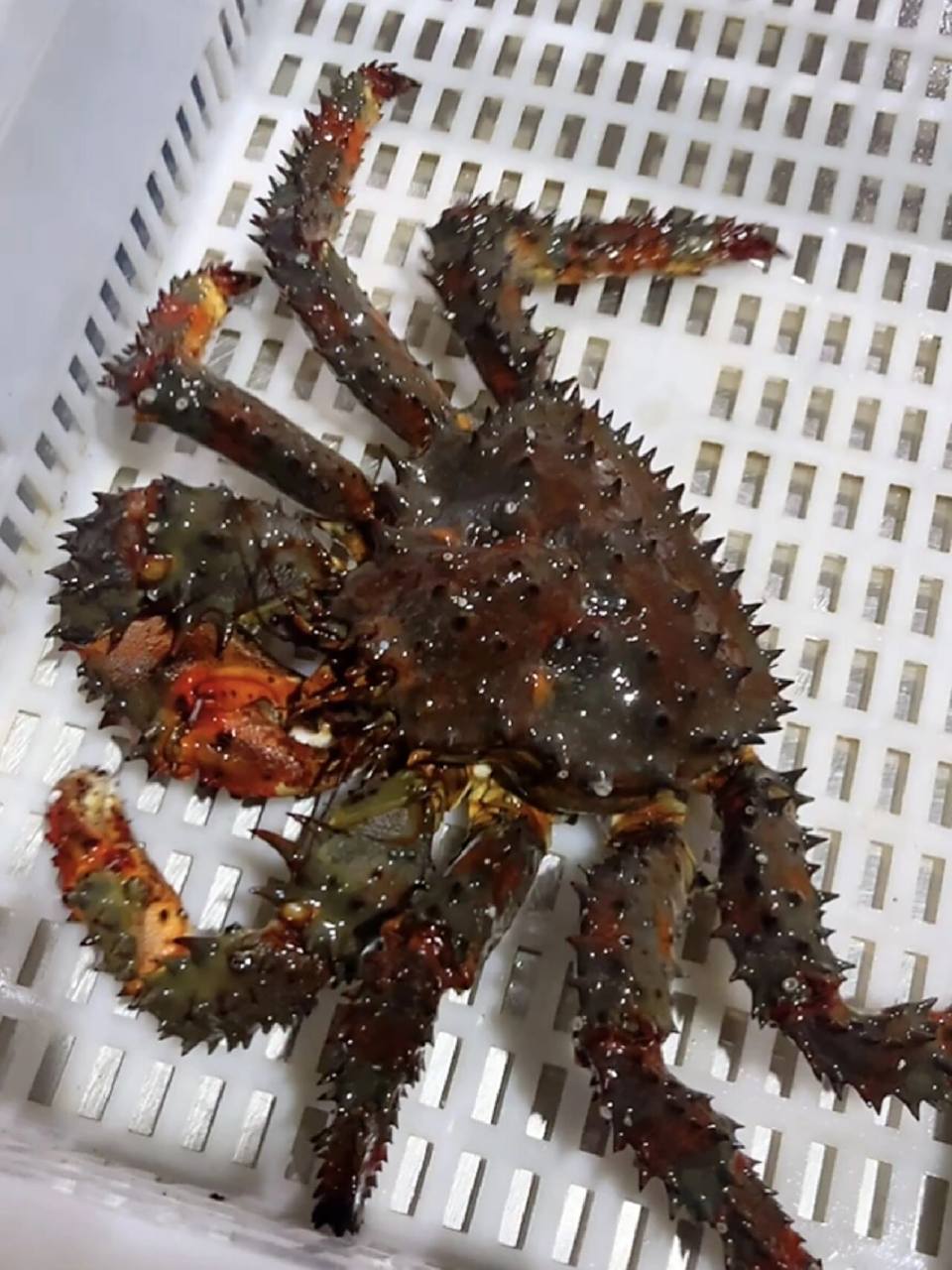 从来没有吃过这种蟹,也太好吃了吧 花咲蟹,又叫花椒帝王蟹,学名短足拟