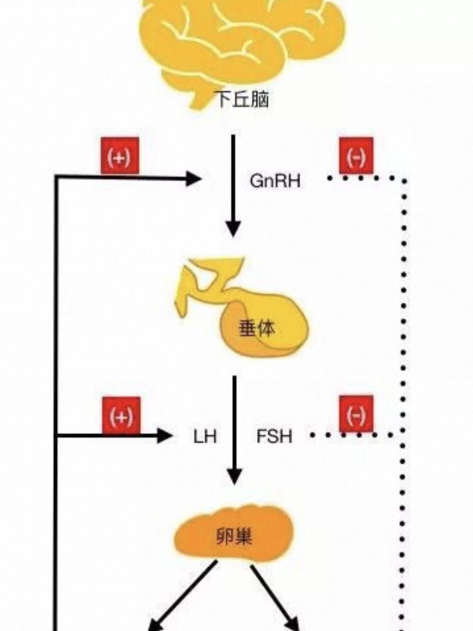 下丘脑垂体卵巢轴图片