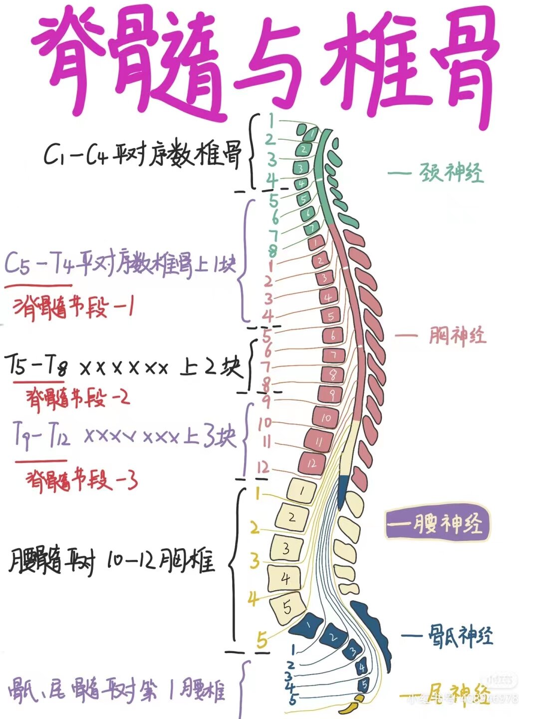 脊髓栓系治疗全记录