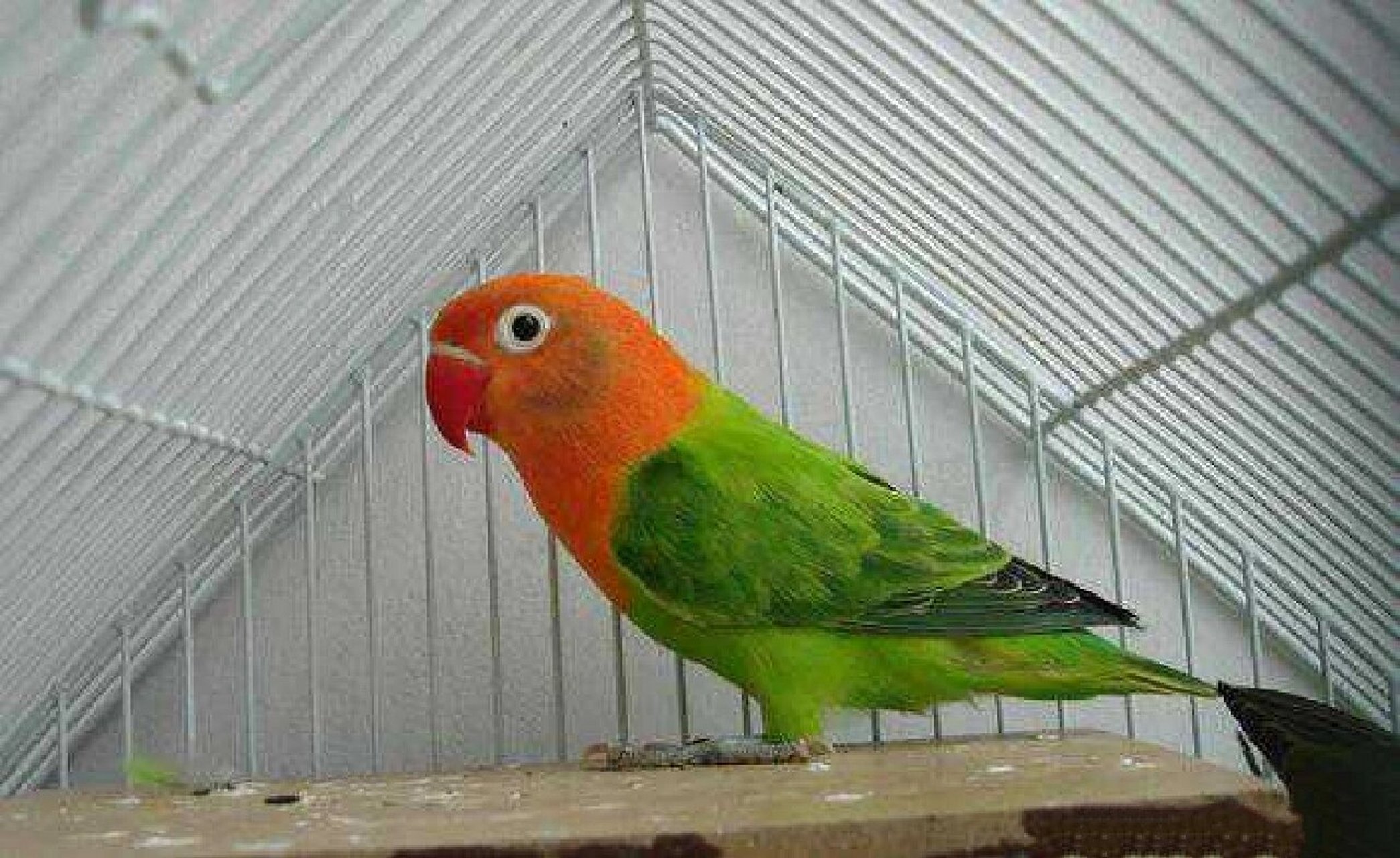 绿黑头牡丹鹦鹉,也就是跟棕头牡丹鹦鹉一样头类牡丹的原始色,有白眼圈