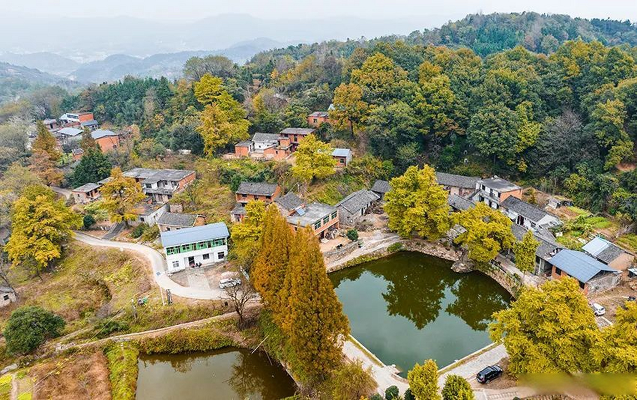 新县千斤乡杨高山村,村里有百年以上银杏树300多棵,千年以上银杏树66