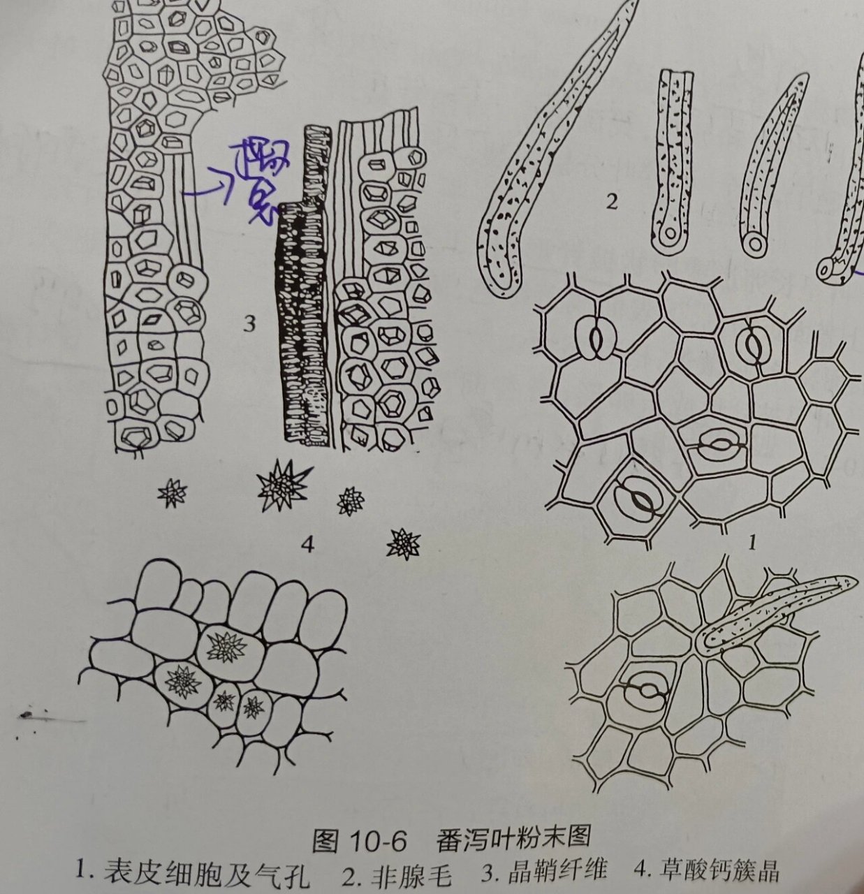 非腺毛--单细胞,壁厚,基部弯曲,具疣状凸起 ·晶鞘纤维--含草酸钙方