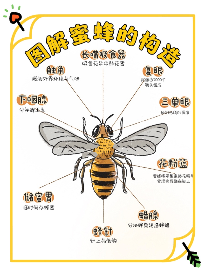 蜜蜂的身体结构和器官图片