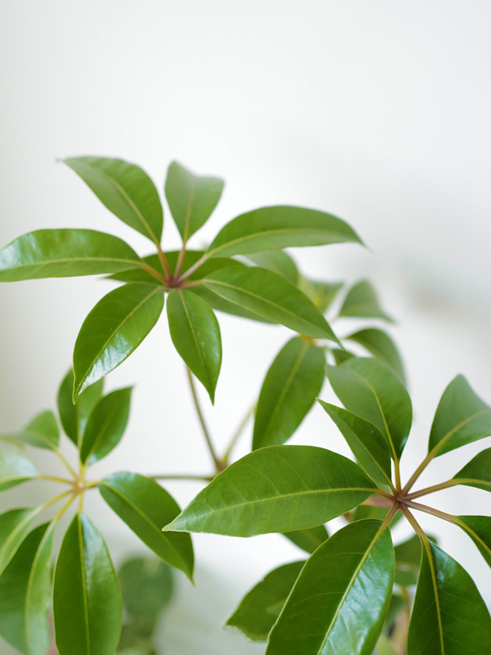 昆士兰伞木* 轻盈&优雅 大叶伞/澳洲鸭脚木