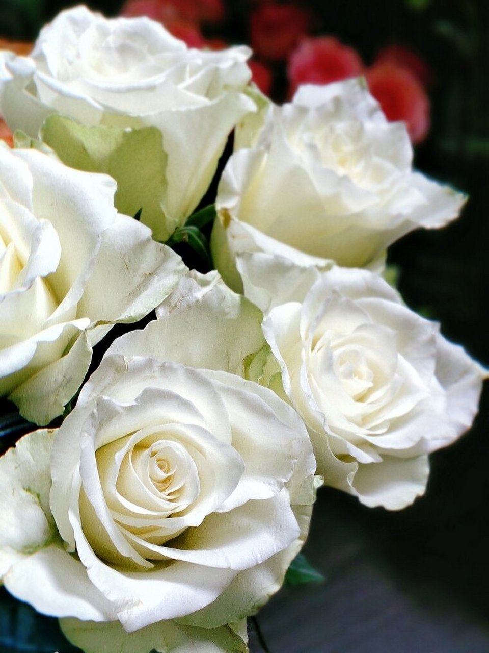 雅典娜玫瑰95方德品牌 在某直播间的走播偶然发现的,这款白玫瑰会带