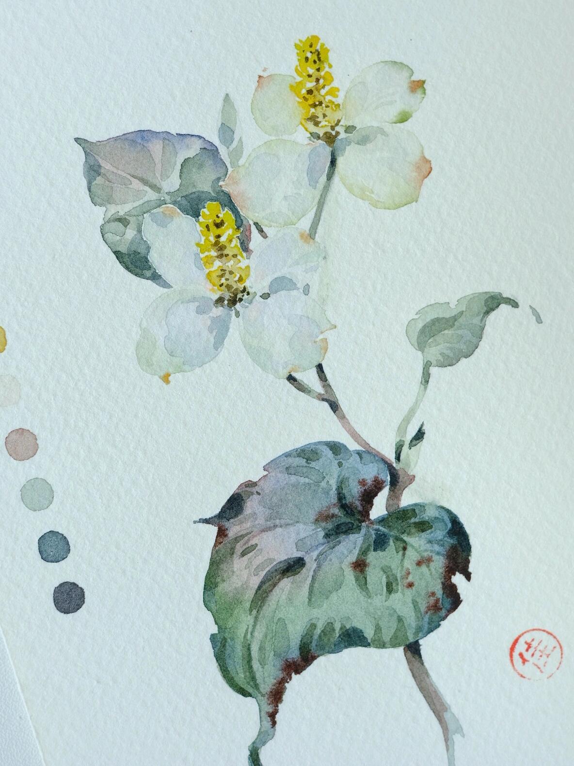 百草三期020:鱼腥草