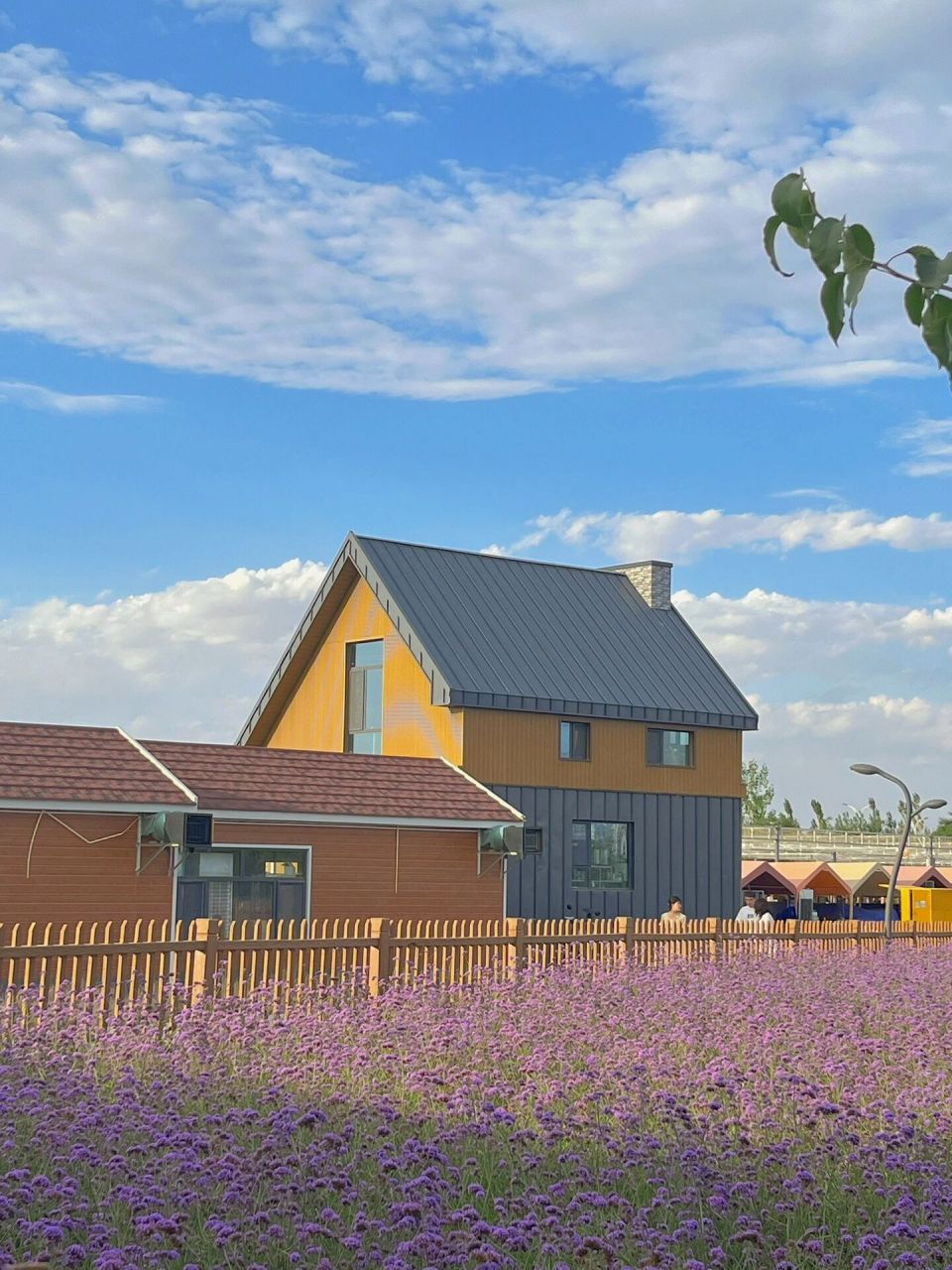 金昌紫金花海,浪漫且美好     来过很多次的花海,这一次又是不一样的