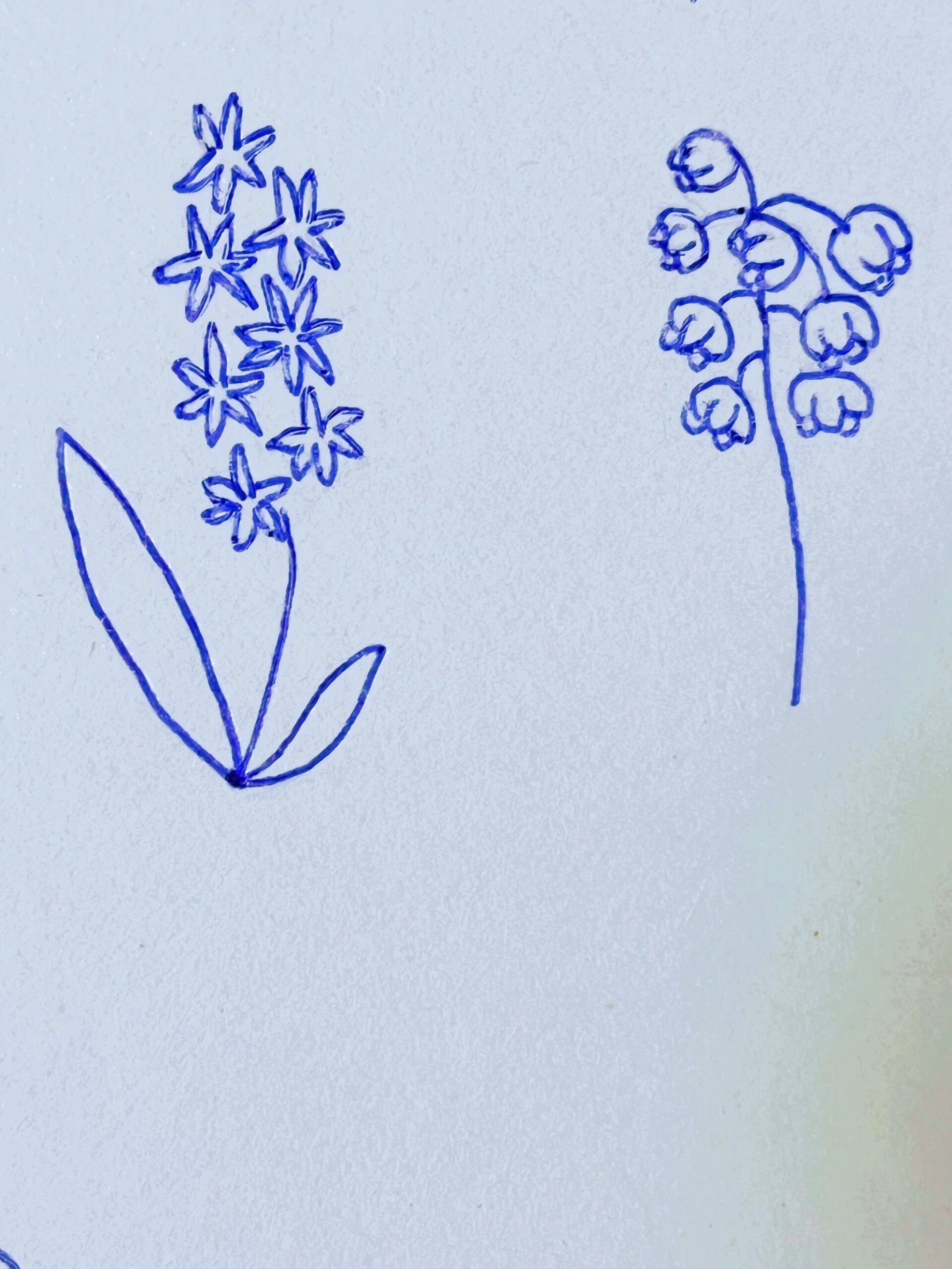 5250 05620506简笔画1/365|风信子