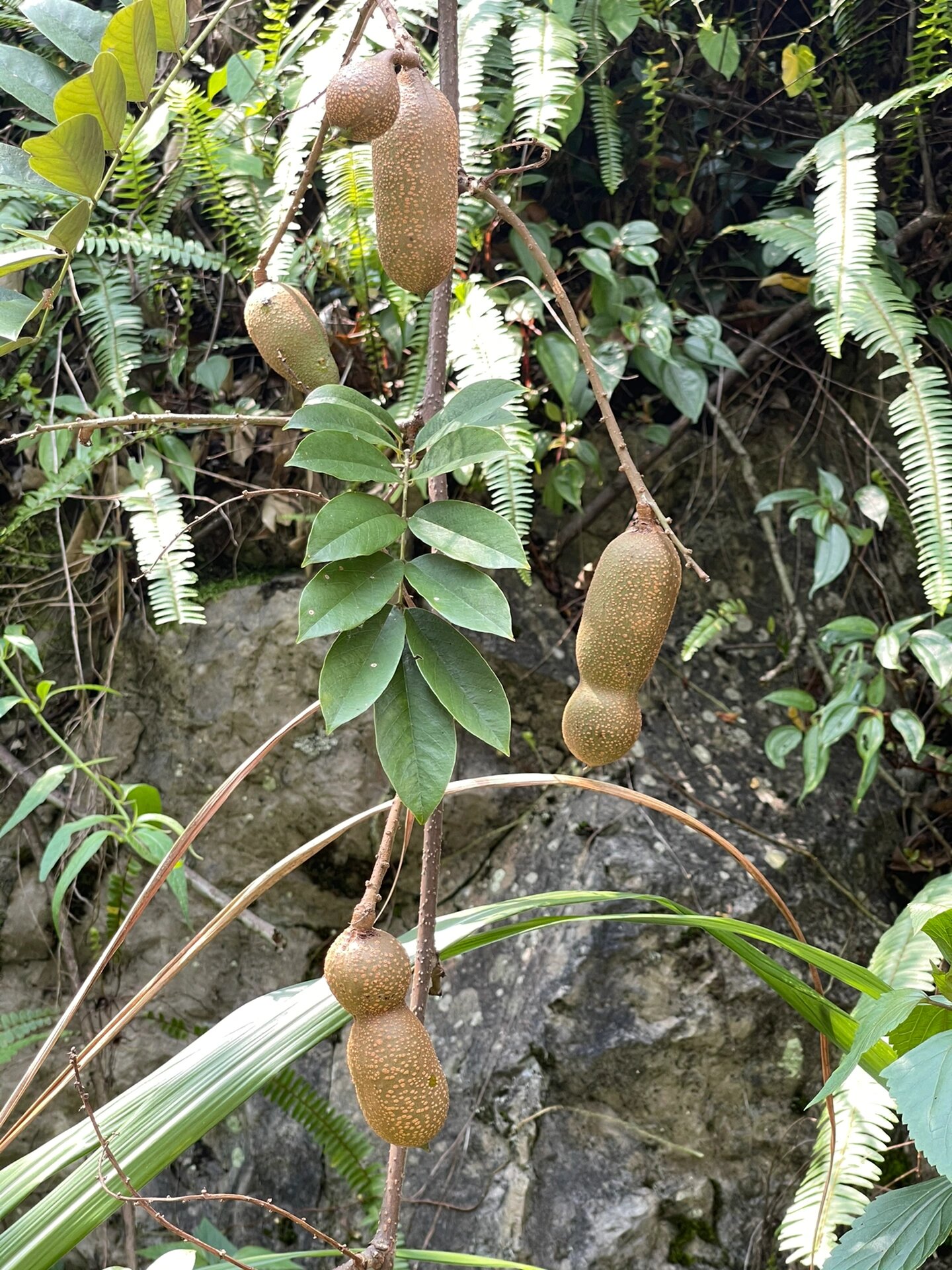 豆科》岩豆藤属》厚果鱼藤