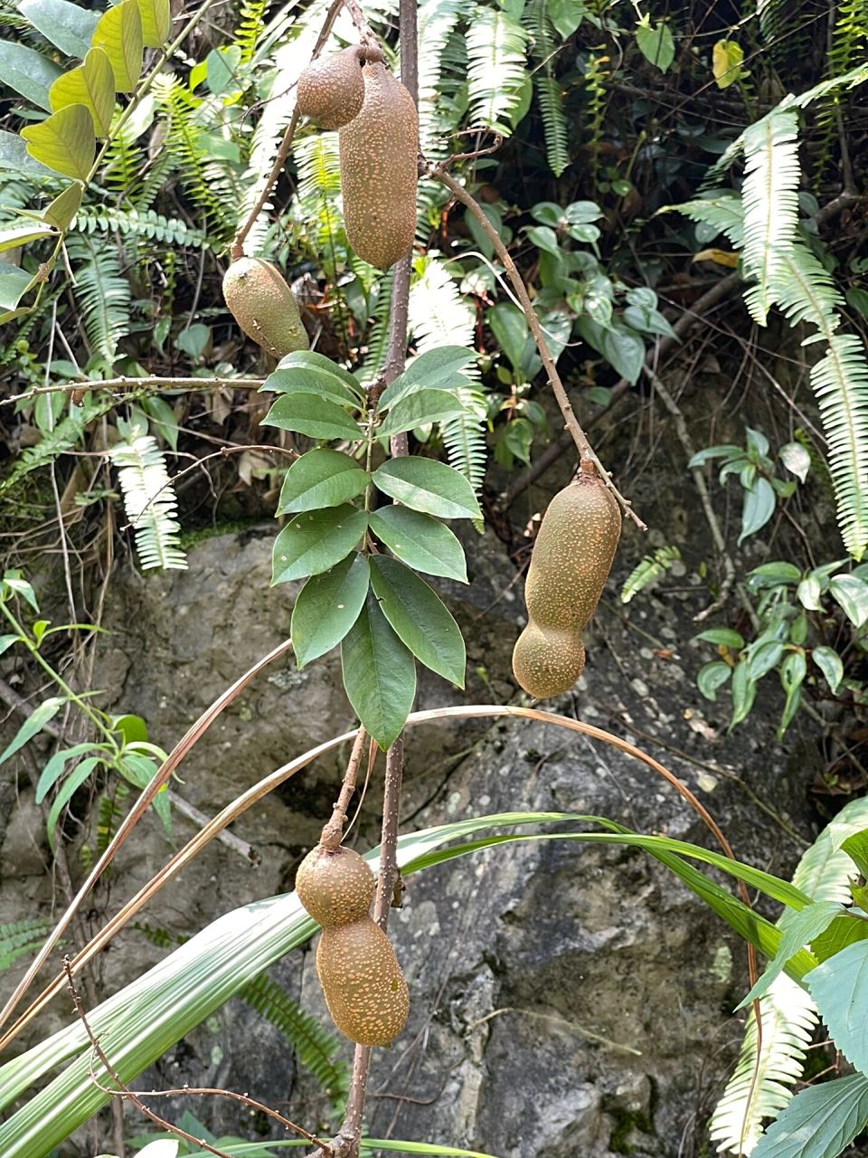 豆科》岩豆藤属》厚果鱼藤 种子和根含鱼藤酮,磨粉可作杀虫药,能防治
